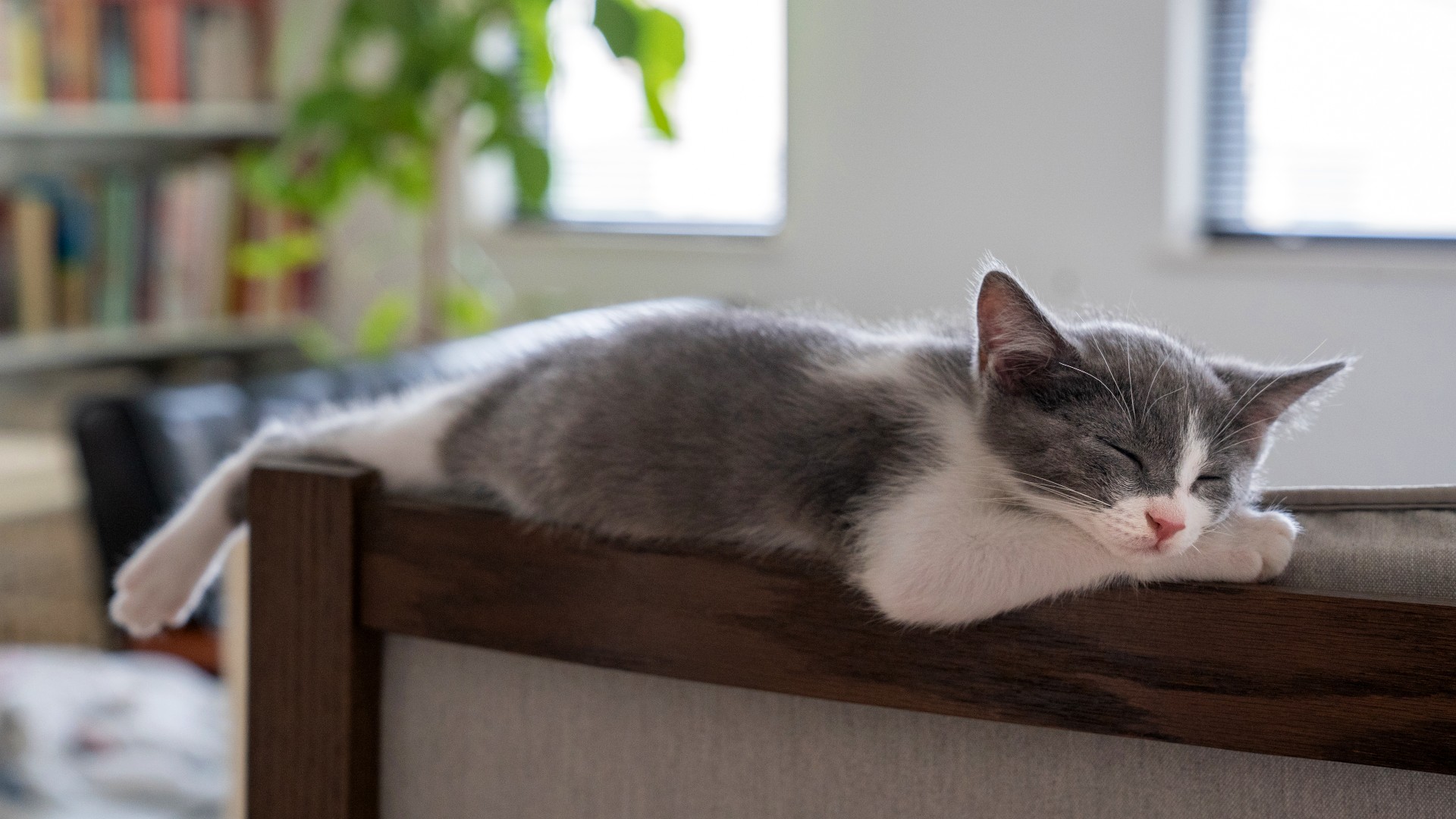 Do cats dream What do they dream about PetsRadar