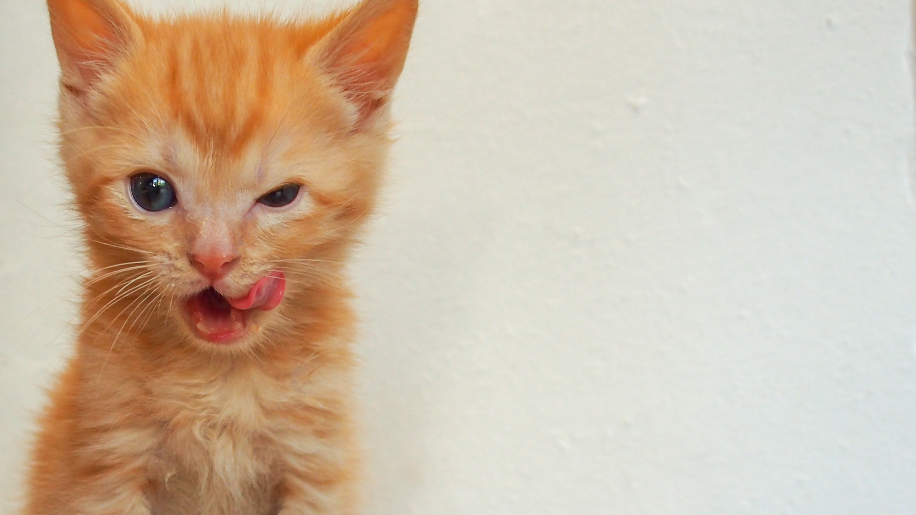 When can kittens eat dry food? A vet spills the kibble! PetsRadar