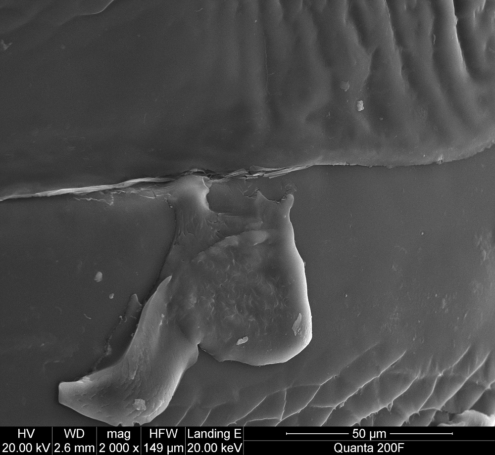 An image of what the researchers believe is a mating wound on the female, with fluid seeping out.