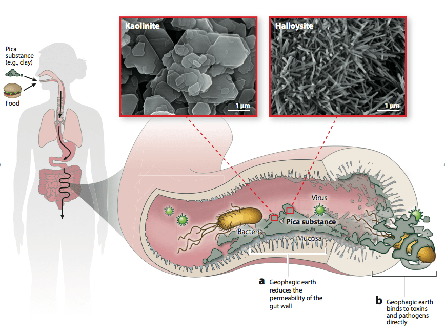 Geophagic earth may protect against toxins and pathogens by (a) strengthening the stomach lining, thereby reducing the permeability of the gut wall, and (b) binding to toxins and pathogens and rendering them unabsorbable. (Microscope images provided by Evelyne Delbos of the Macaulay Institute.)