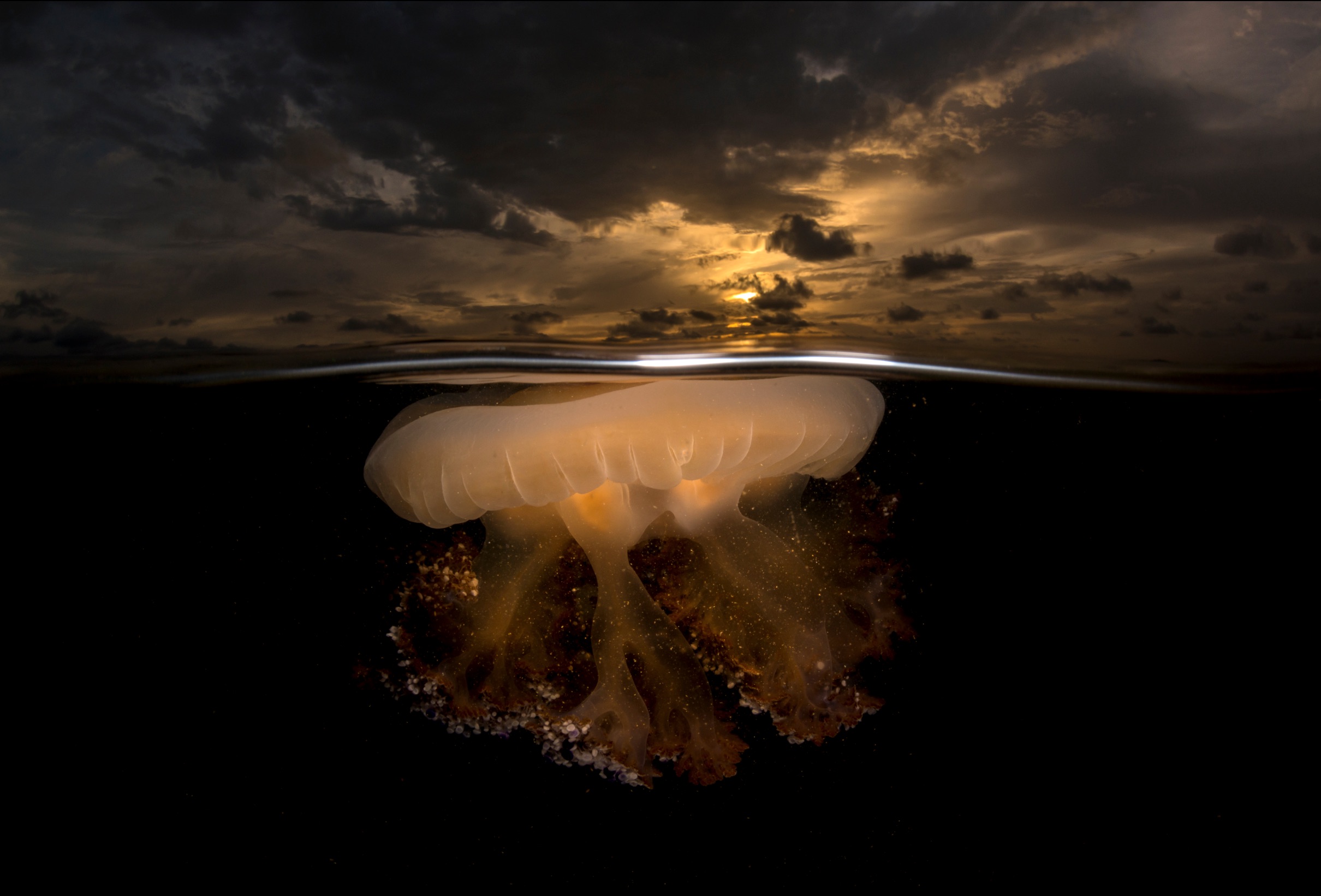 jellyfish, Sony World Photography Awards