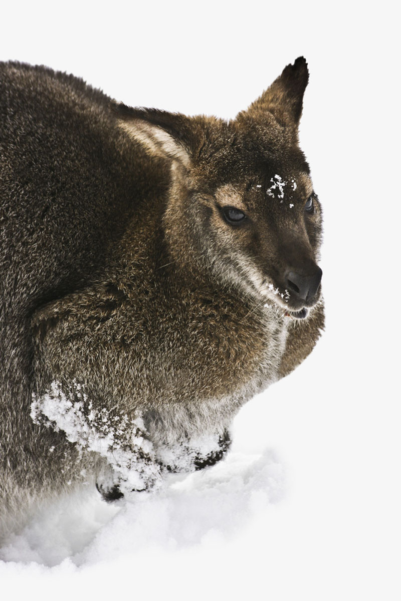 wallaby in snow