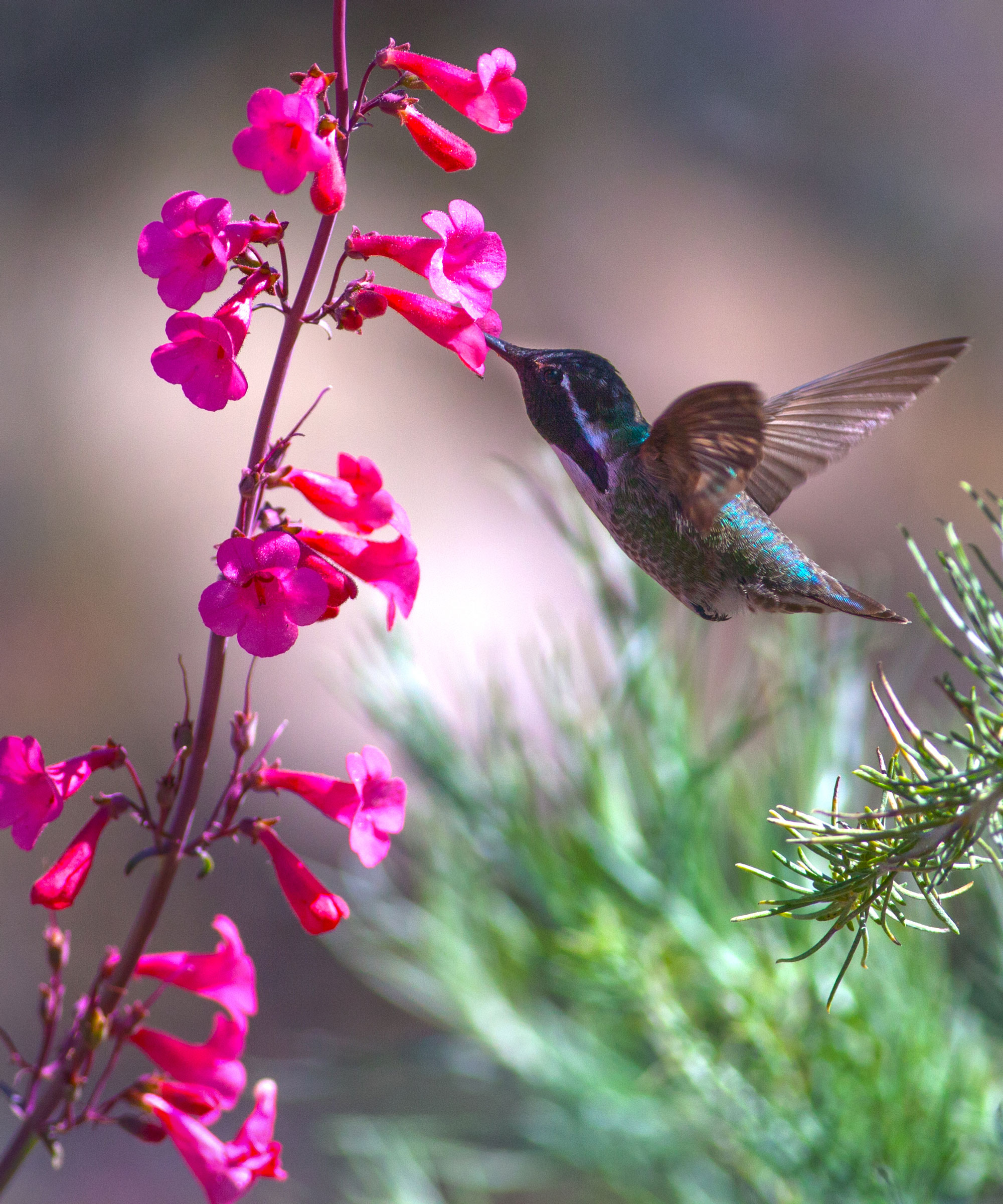 The 10 best flowers for hummingbirds beautiful…