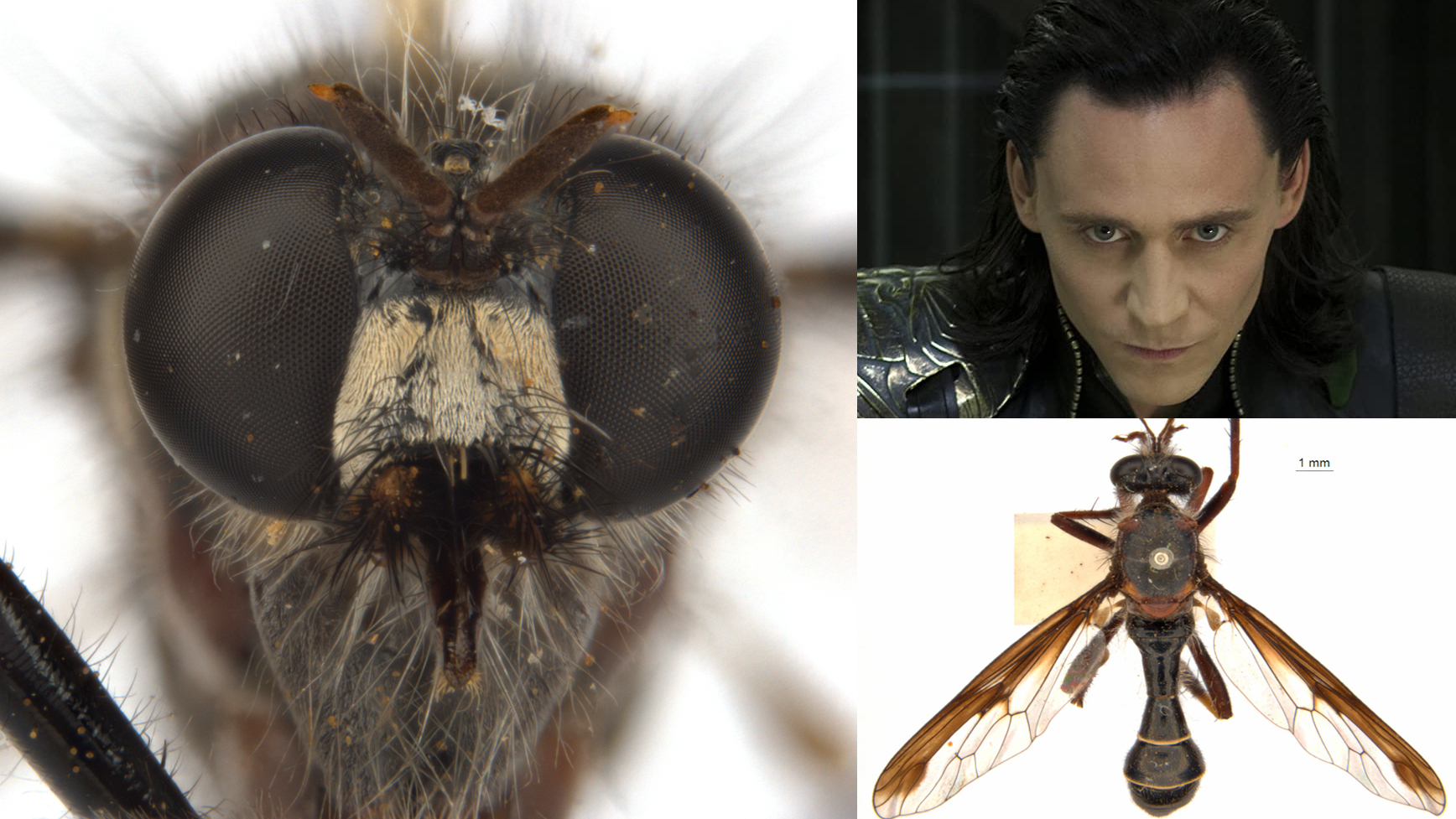 The new fly named for Loki