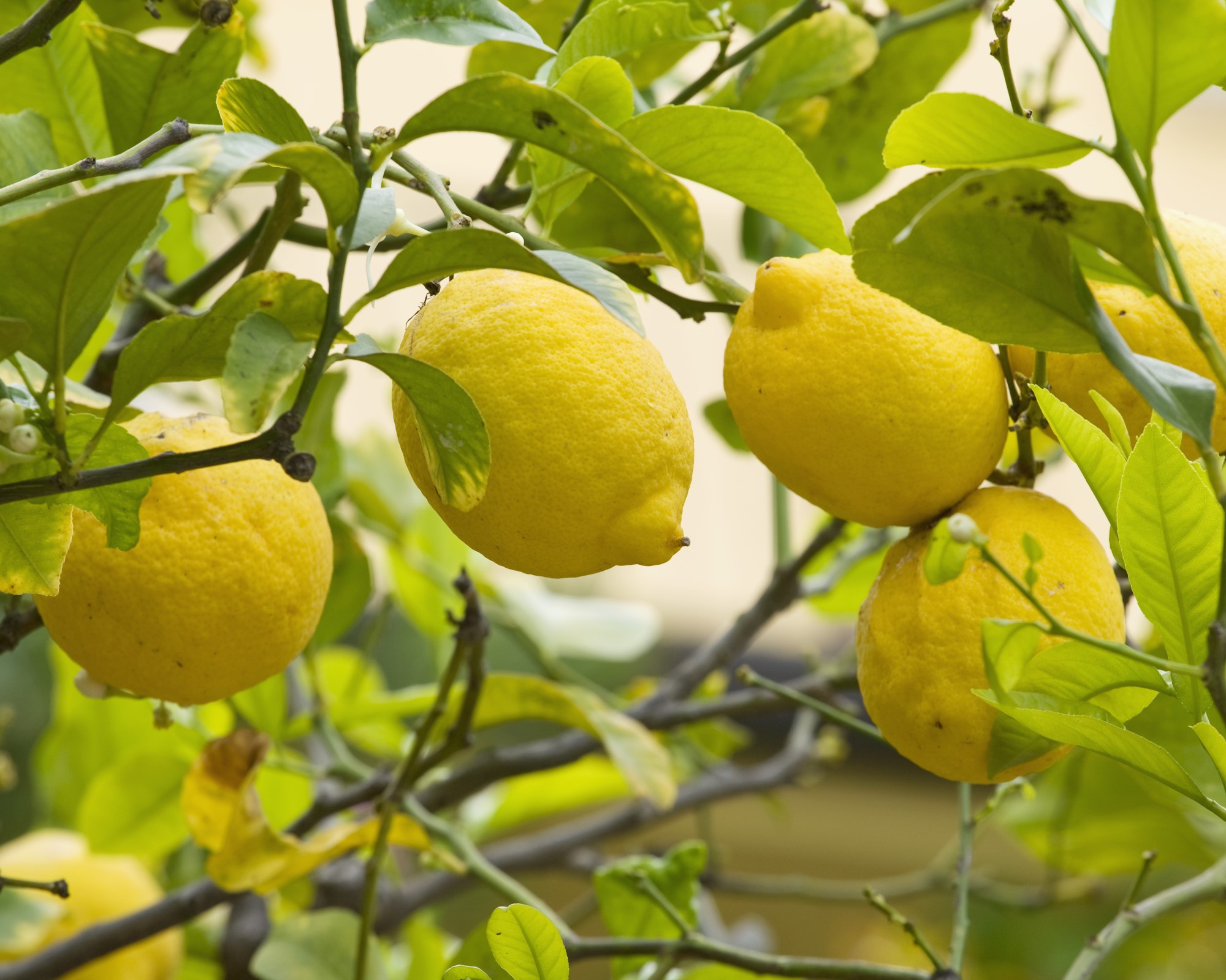 Expert tips on how to grow a lemon tree Gardeningetc