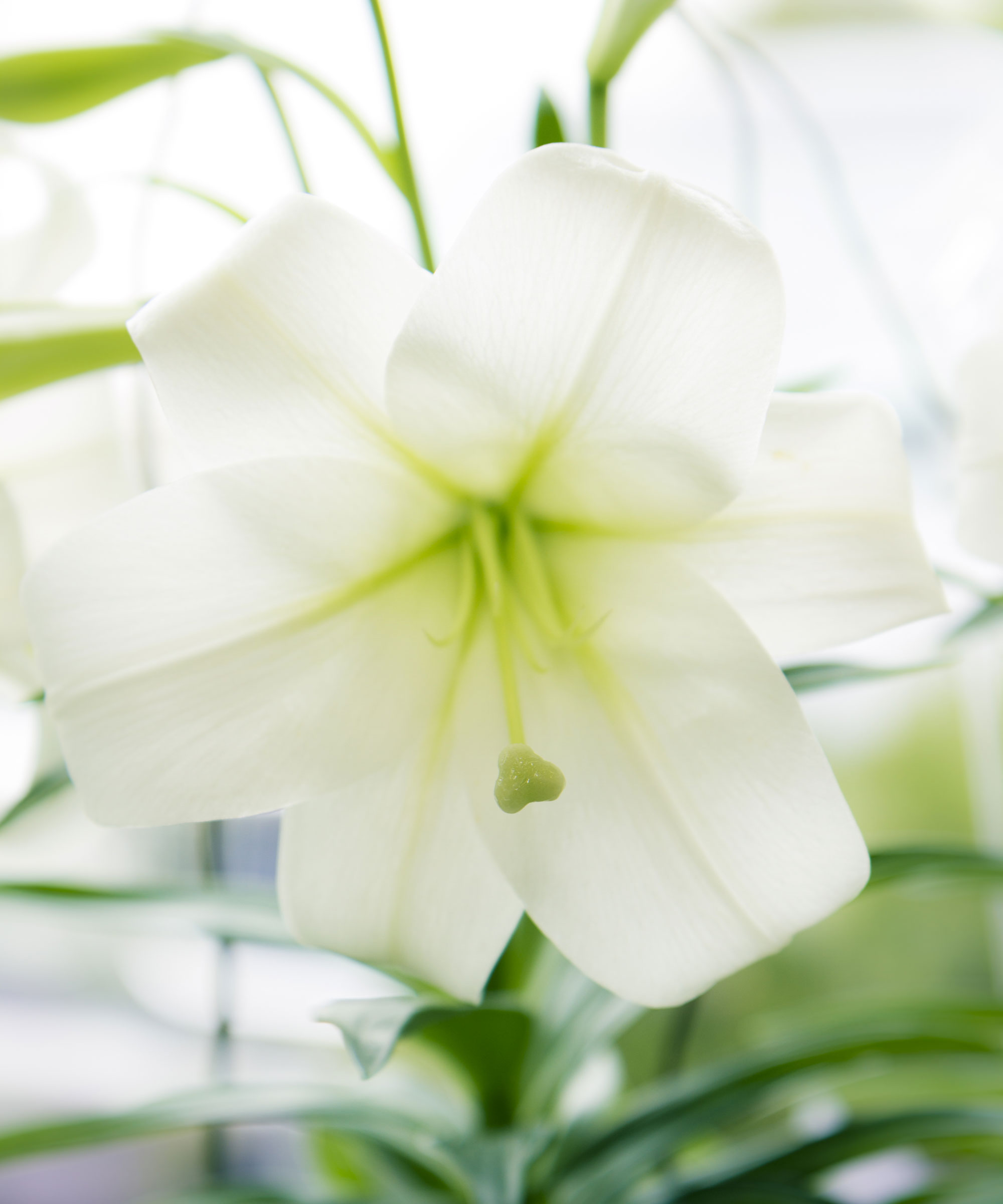 Why is my Easter lily dying? 5 common causes and solutions Homes