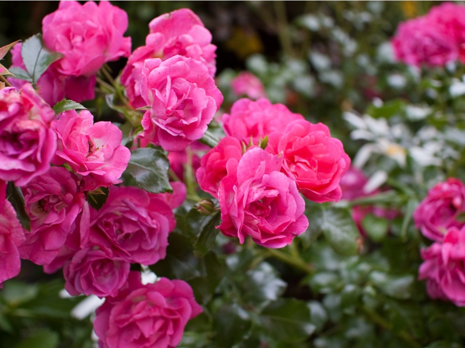 Zone 8 Rose Bushes Choosing Roses For Zone 8 Gardens Gardening Know How