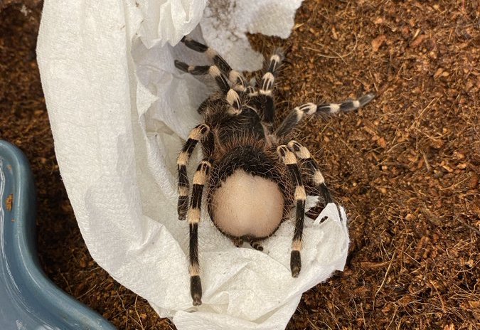 The bald bum of LIl' Kim, an adopted Brazilian whiteknee tarantula
