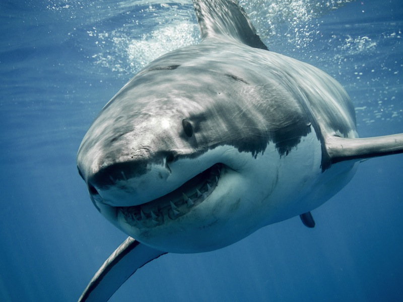Great White Shark