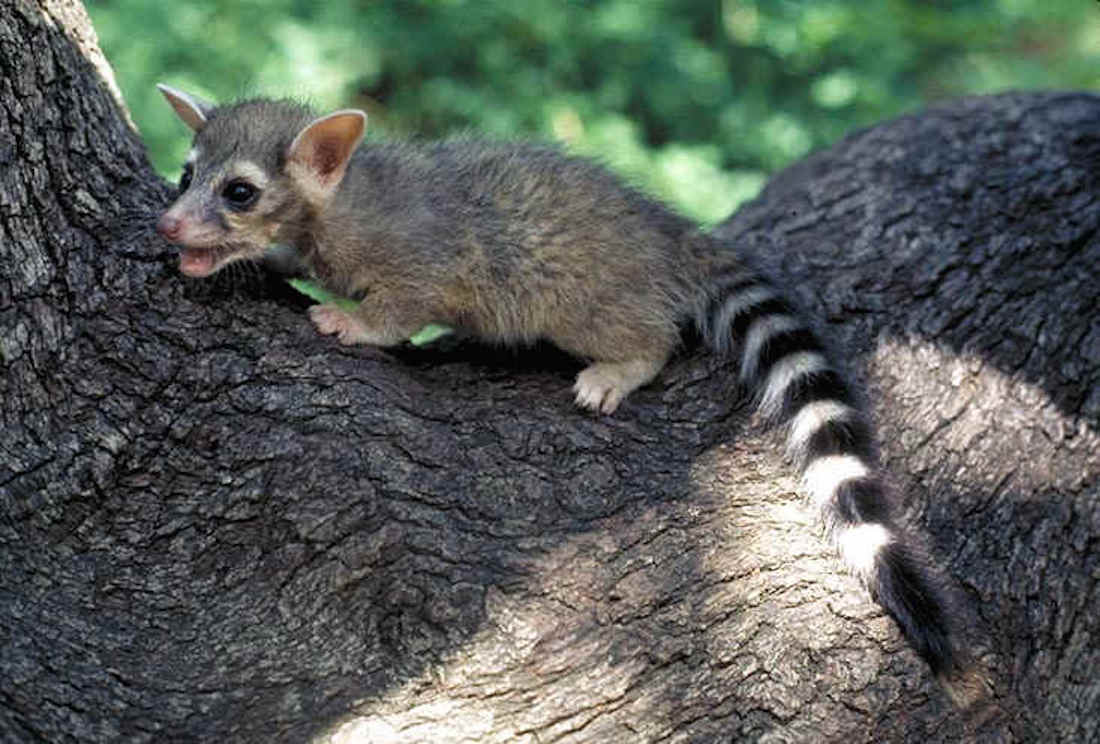 Ringtail Cats Photos of the 'Cutest Animal in North America' Live