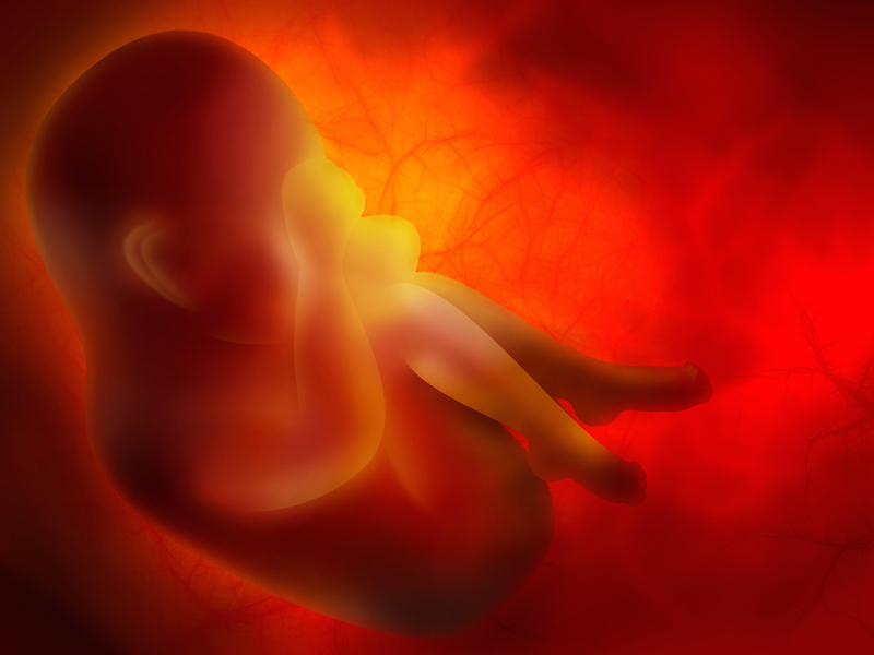 An artist�s image of a human embryo developing in utero