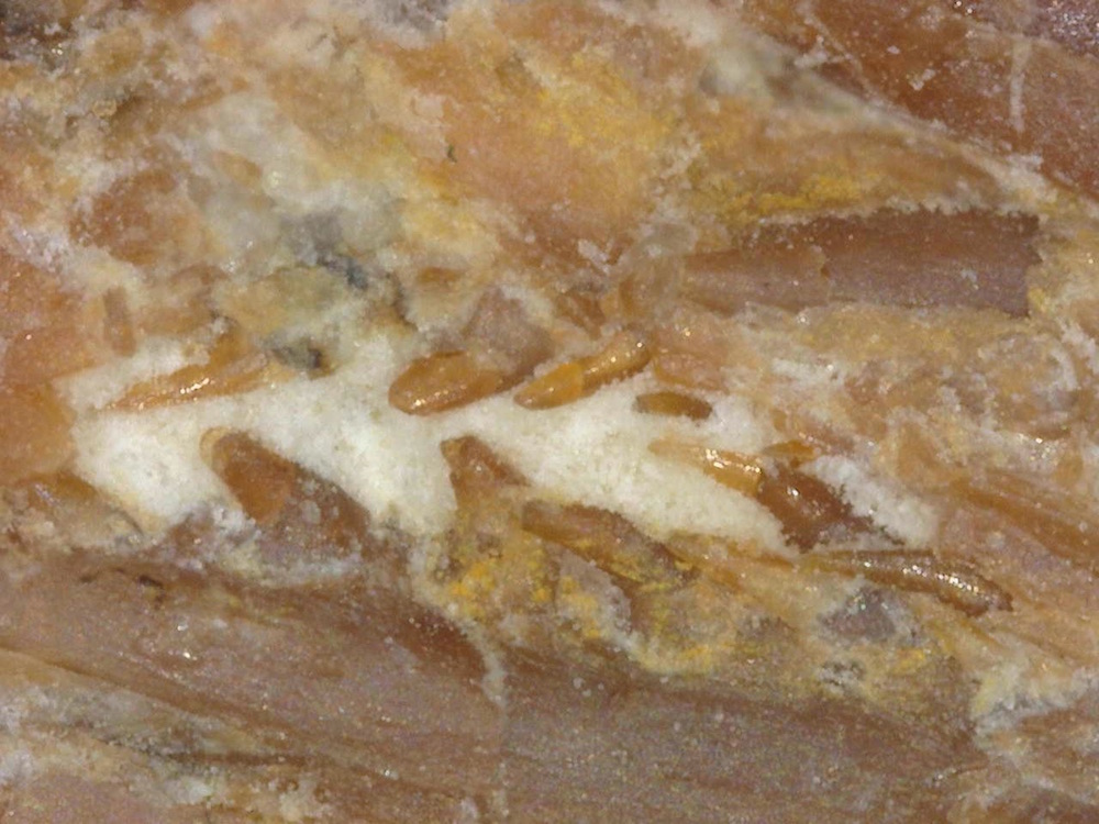 An image taken at 200x magnification showing the teeth of Tetrapodophis amplectus. A new analysis suggests that the teeth were not recumbent (pointing backward) like a snake’s, but were simply displaced after the animal died. In contrast, the original analysis describes the teeth as recumbent.