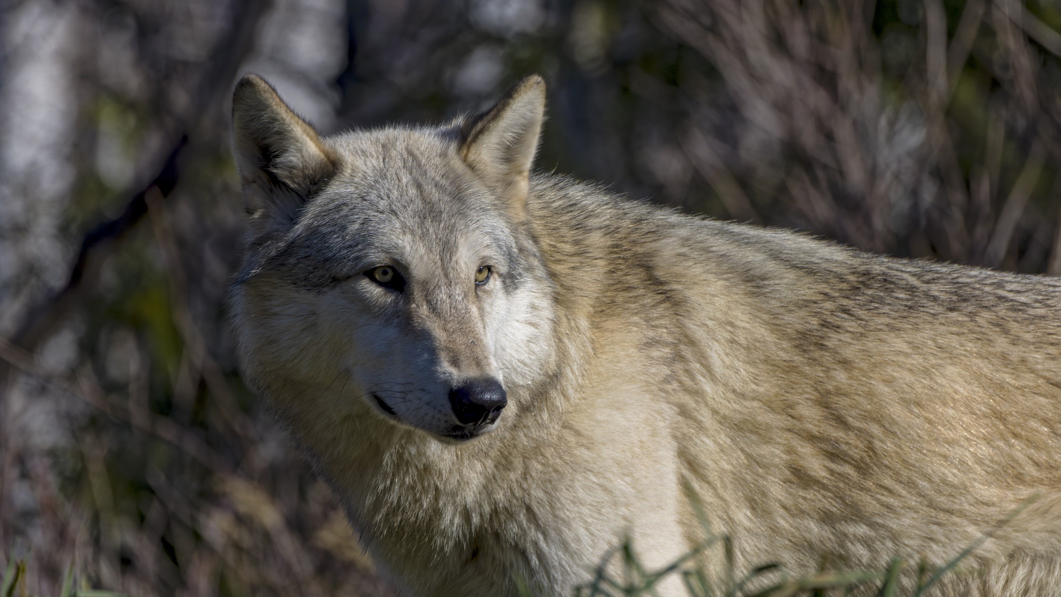 A gray wolf photographed in the wild in Wisconsin.