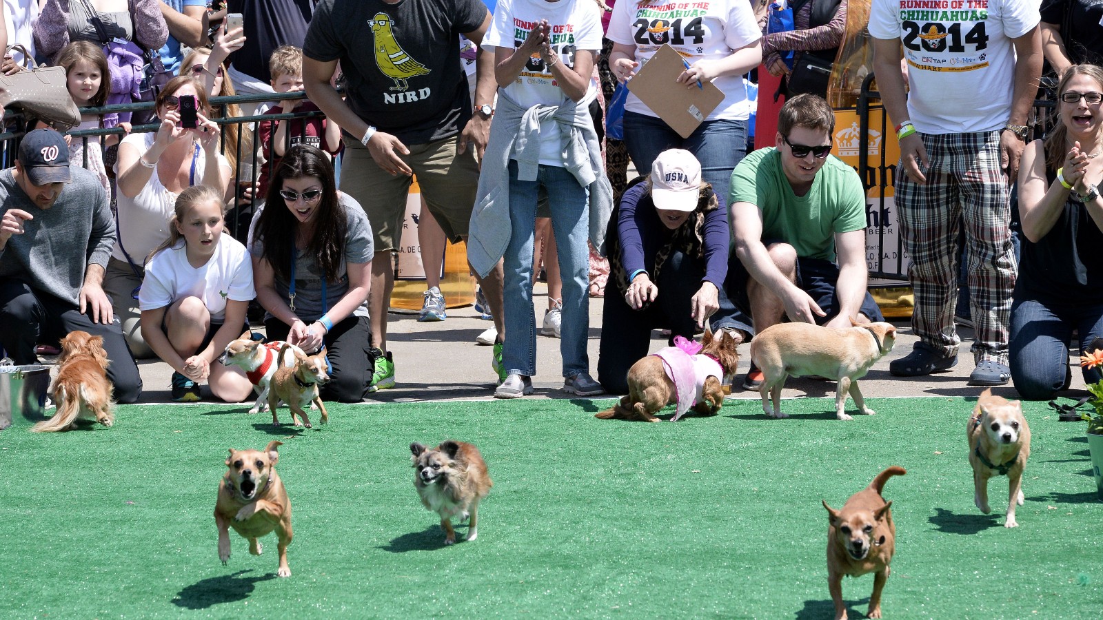 Chihuahua dog owners release their pets to compete in the &ldquo;Run of the Chihuahuas&rdquo; annual race in Washington on May 3, 2014