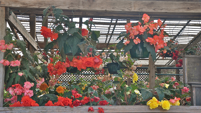 flowers, begonias