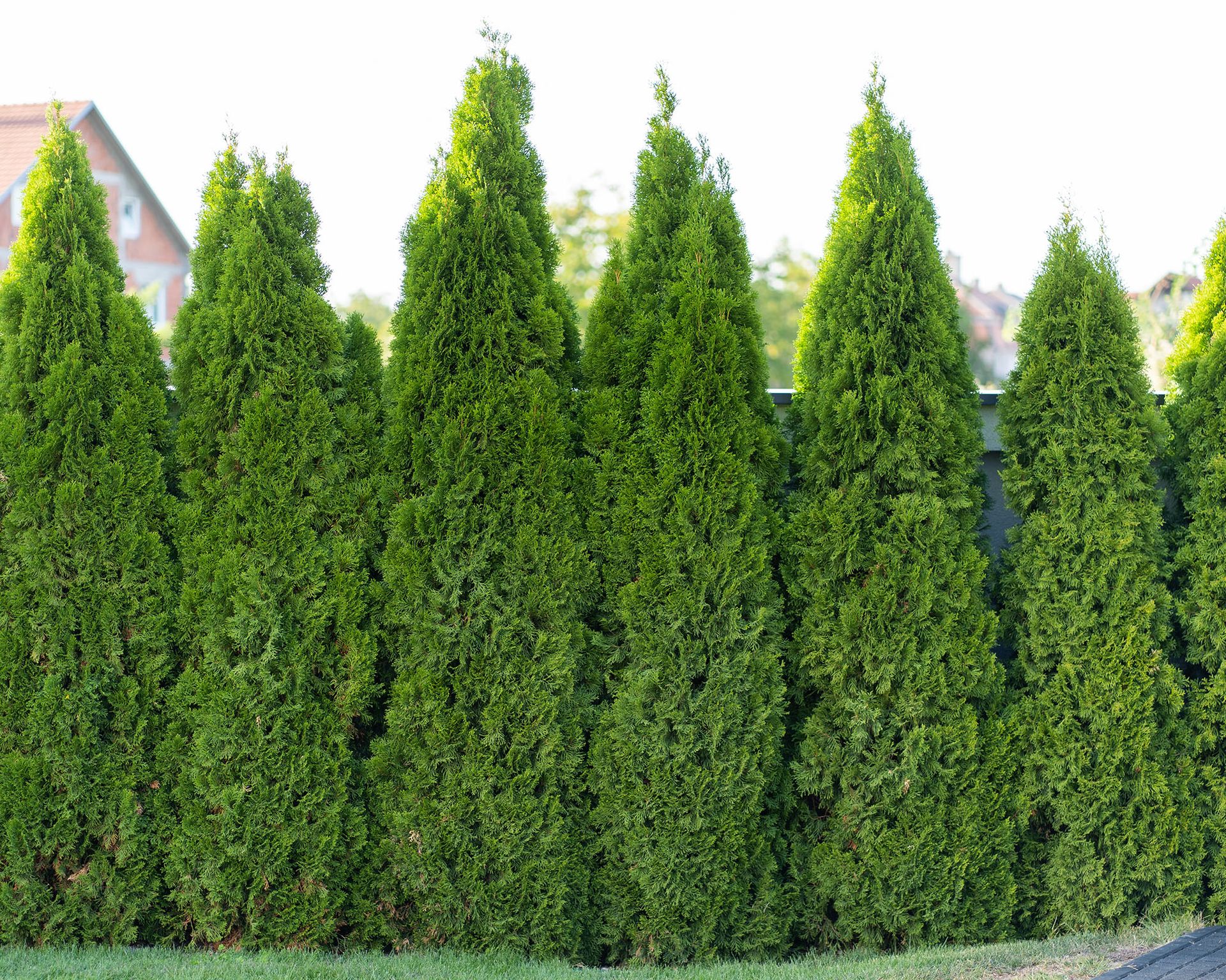 Green giant arborvitae care and growing guide Gardeningetc