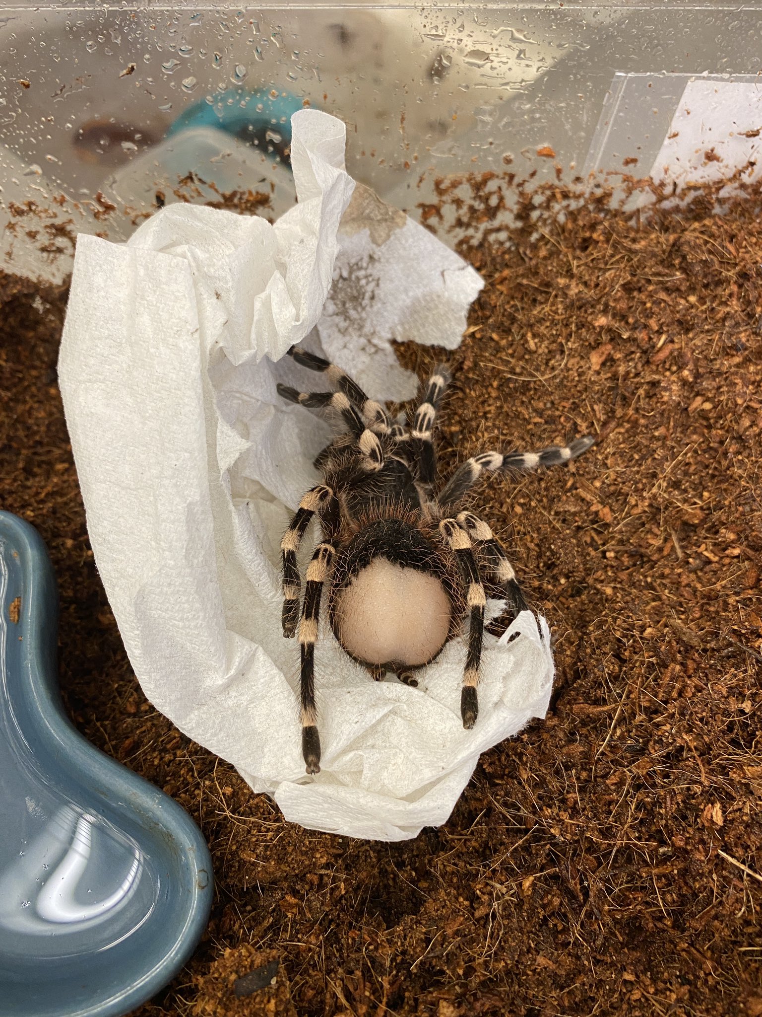 lil kim the bald butted tarantula