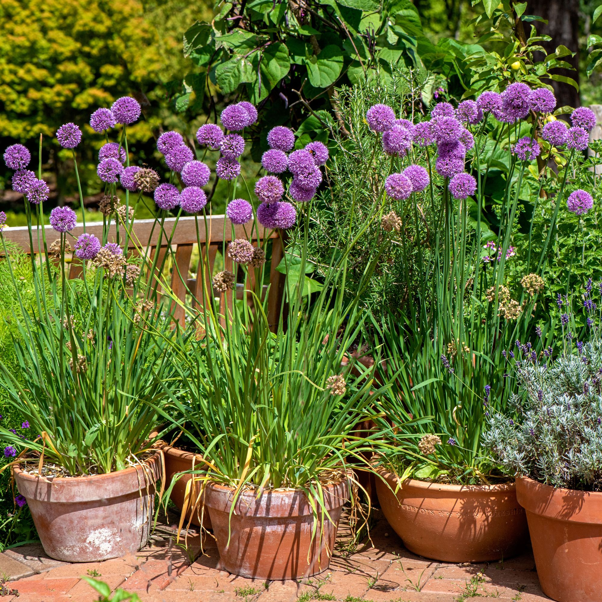 When to plant allium bulbs an expert guide Ideal Home