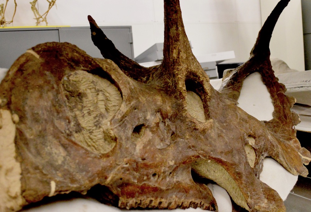 Diabloceratops eatoni, a distant relative of Triceratops, is one of 37 previously unknown species discovered at Grand Staircase. It was found in a remote part of the Kaiparowits Plateau that will become the epicenter of coal mining if Trump&rsquo;s plan goes forward.