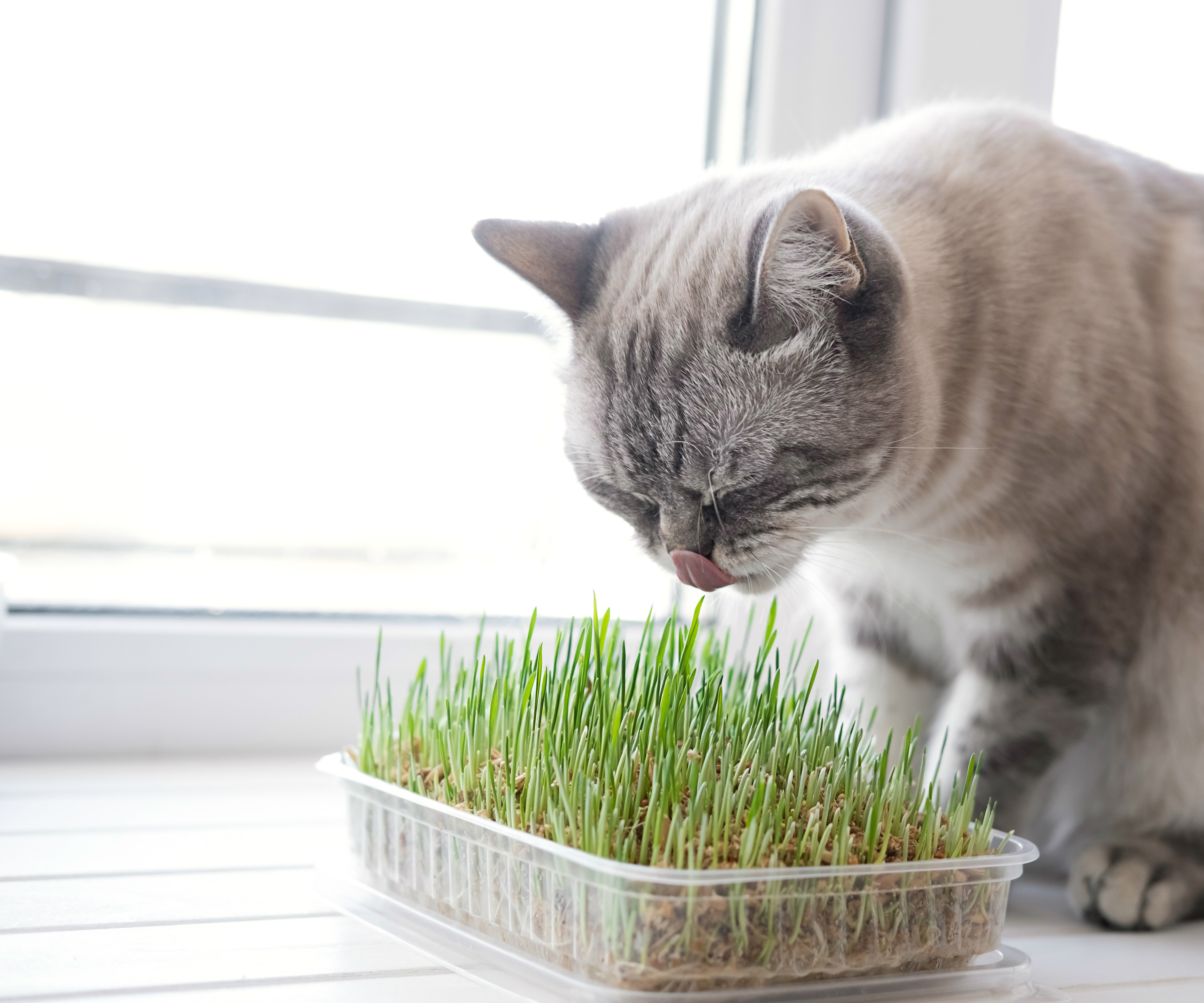 How to grow cat grass and keep your feline friends…