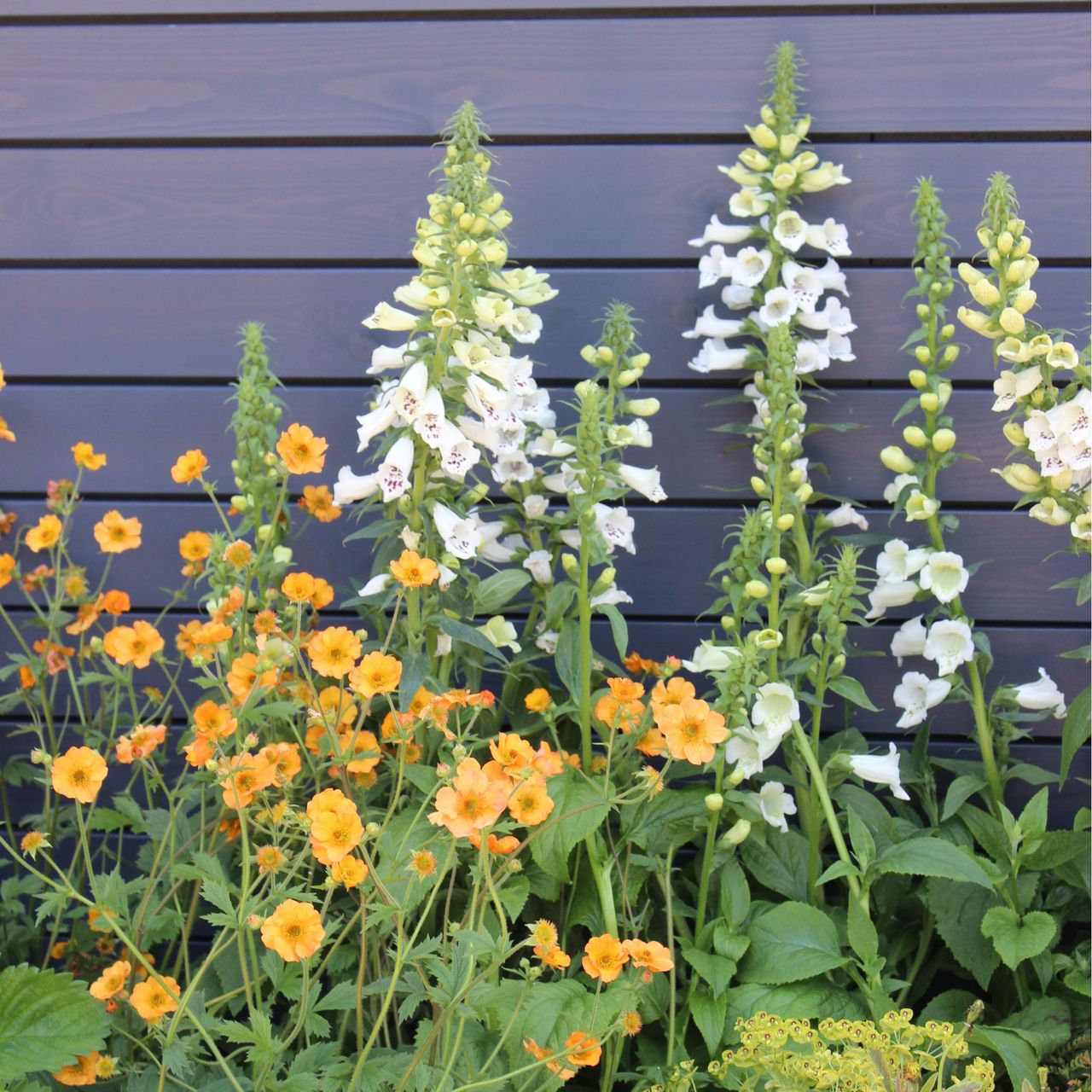What to plant in July expert growing tips for vegetables and flowers