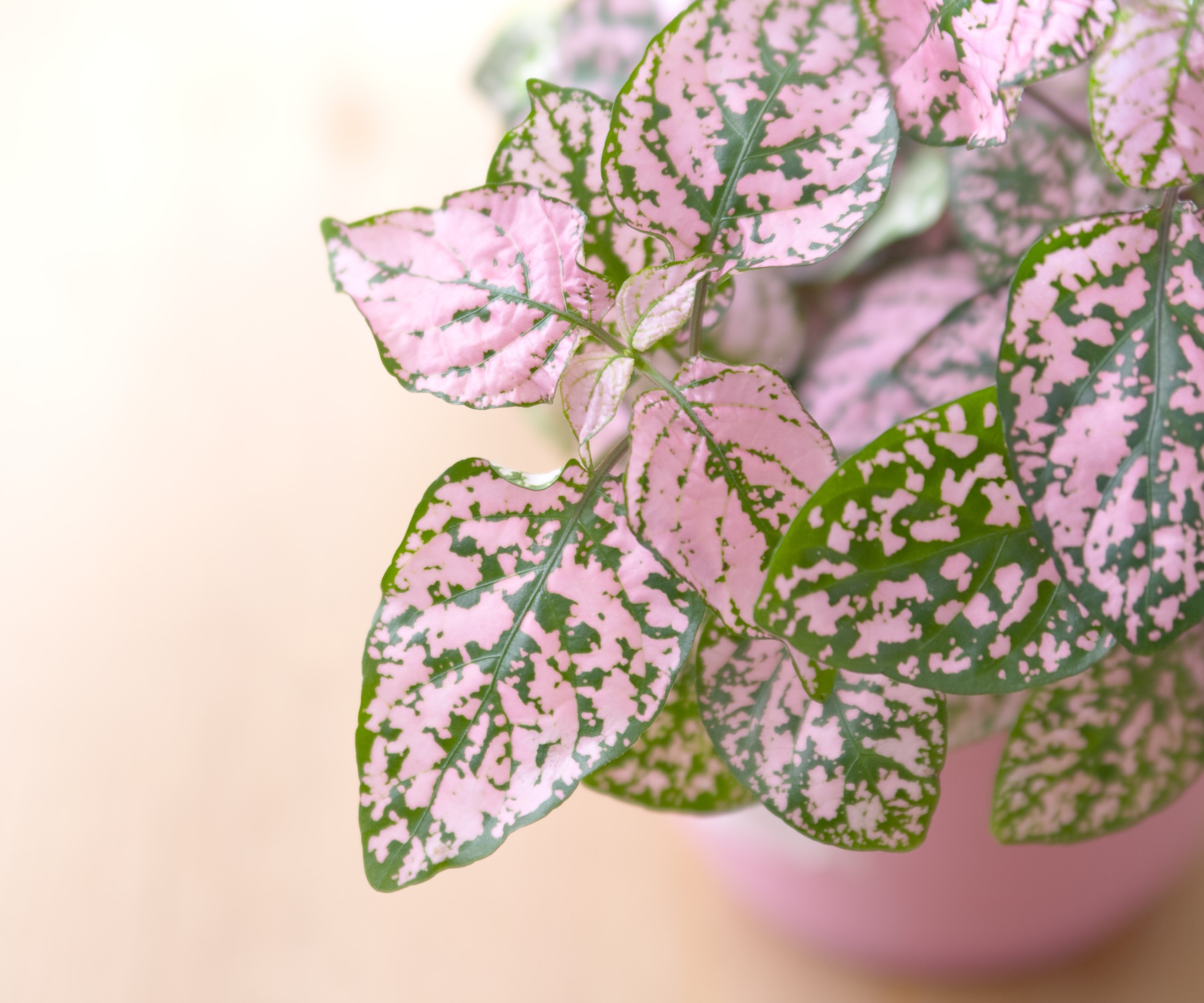 How to propagate polka dot plants expert tips for cuttings Homes