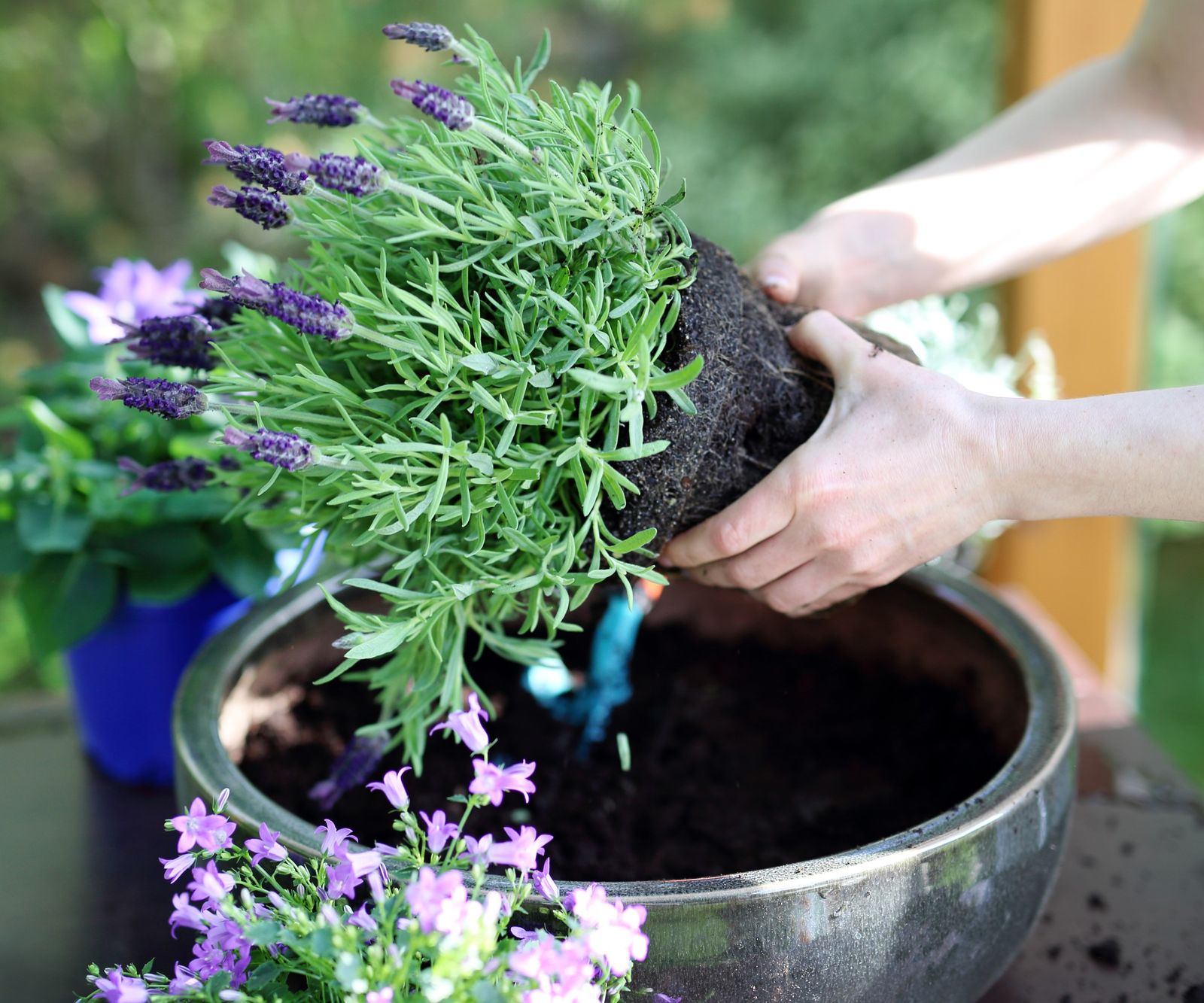 How to grow lavender in pots expert tips for success Homes & Gardens