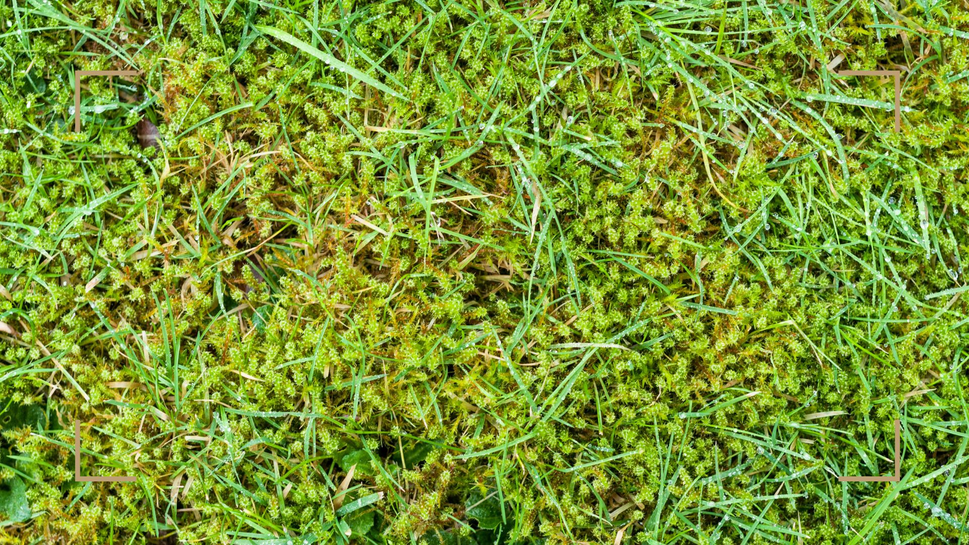Are moss lawns better than grass? Experts share opinions Woman & Home