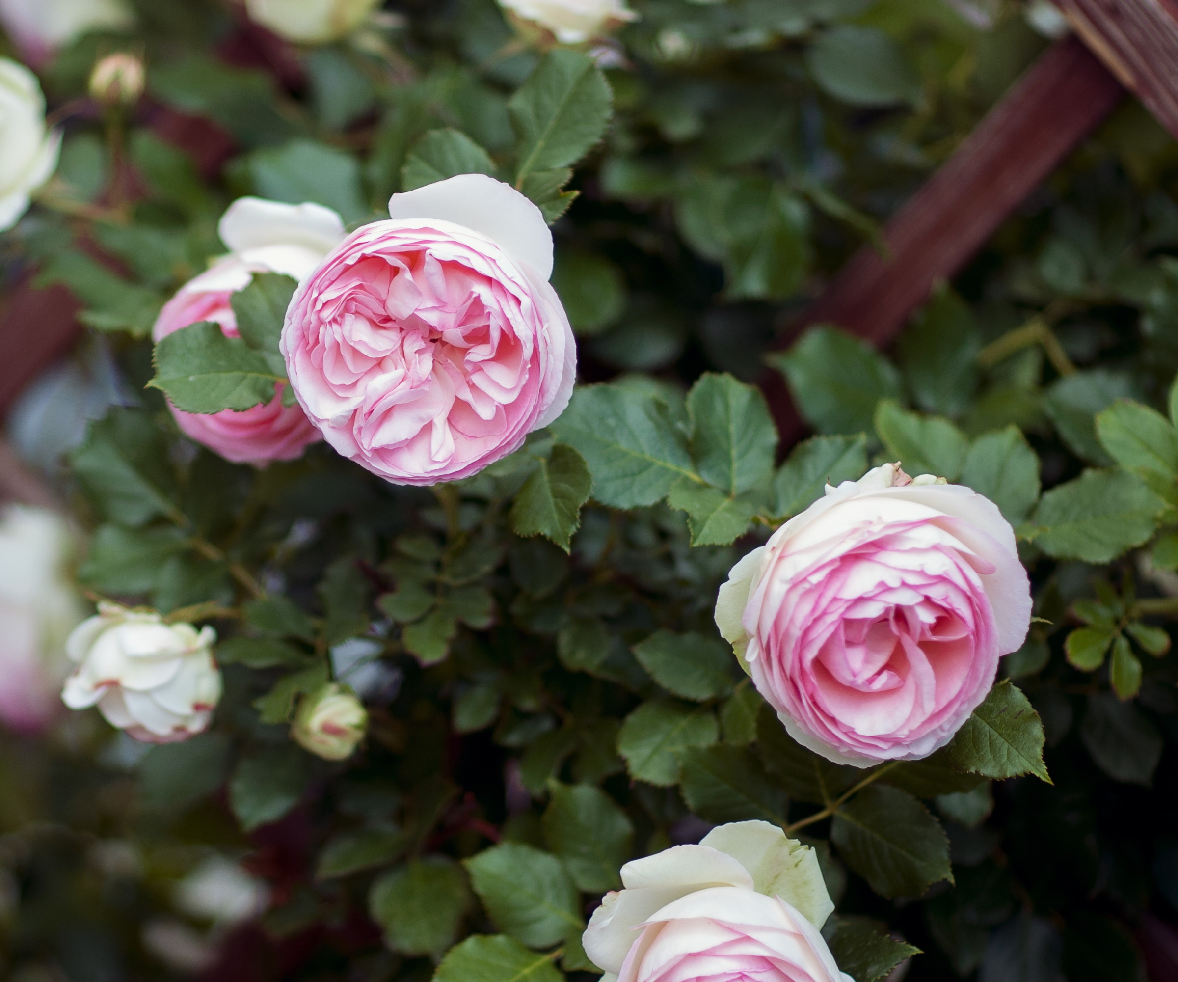 How to plant bareroot roses an expert guide Homes & Gardens