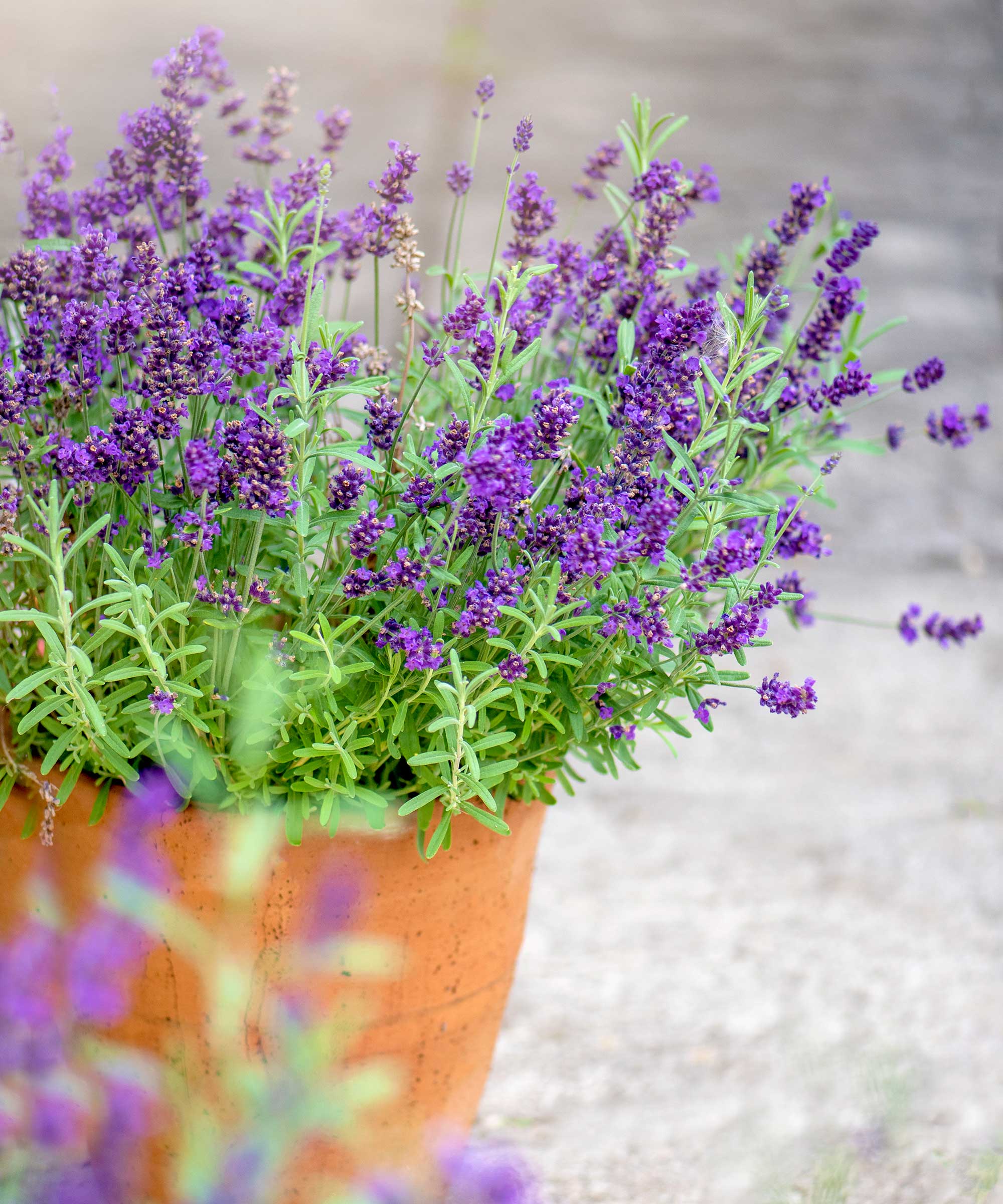 Watering lavender tips for plants in the ground or in pots Homes and