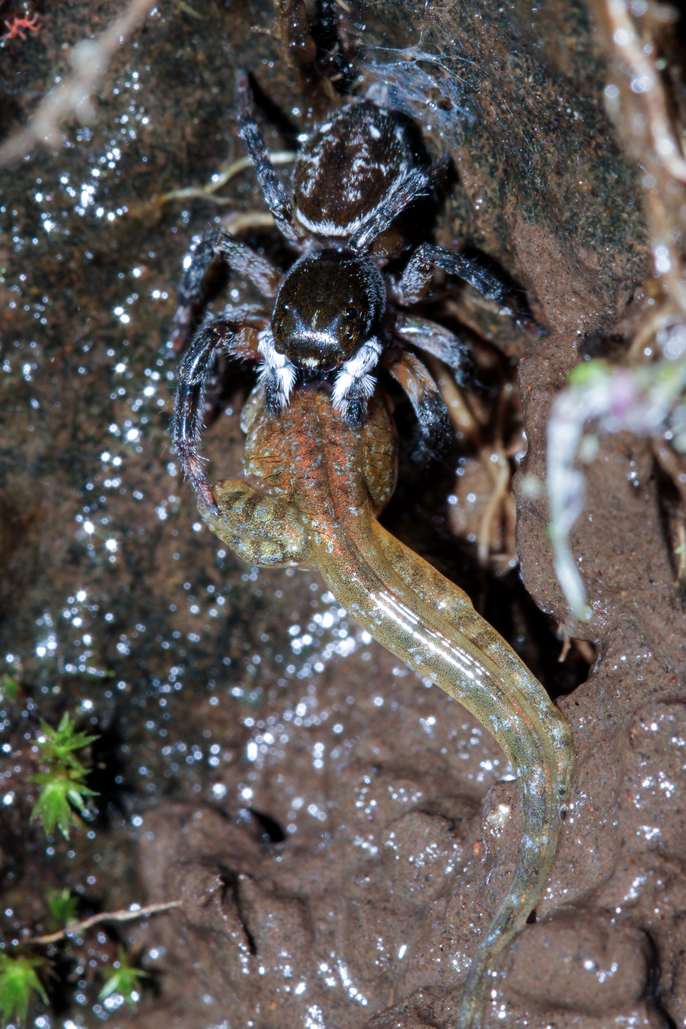 jumping spider eating tadpole