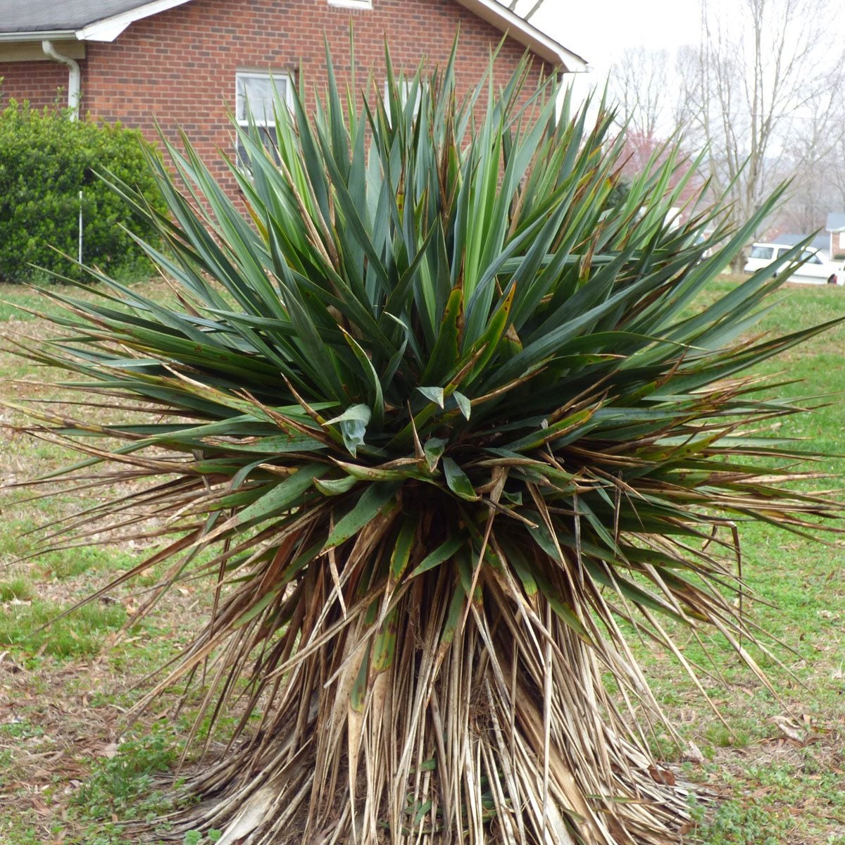 Yucca Plant Leaves Turning Brown Caring For A Yucca Plant With Brown