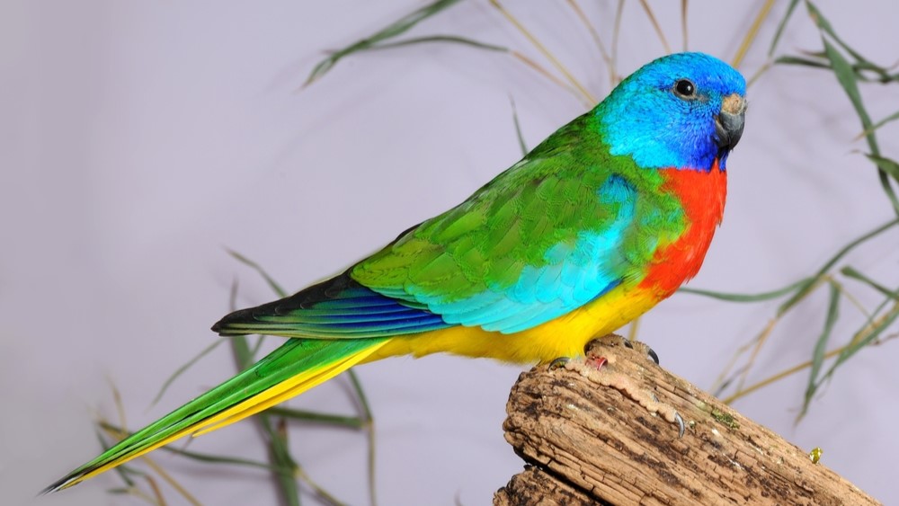 A scarlet-chested parrot sitting on a log in captivity.