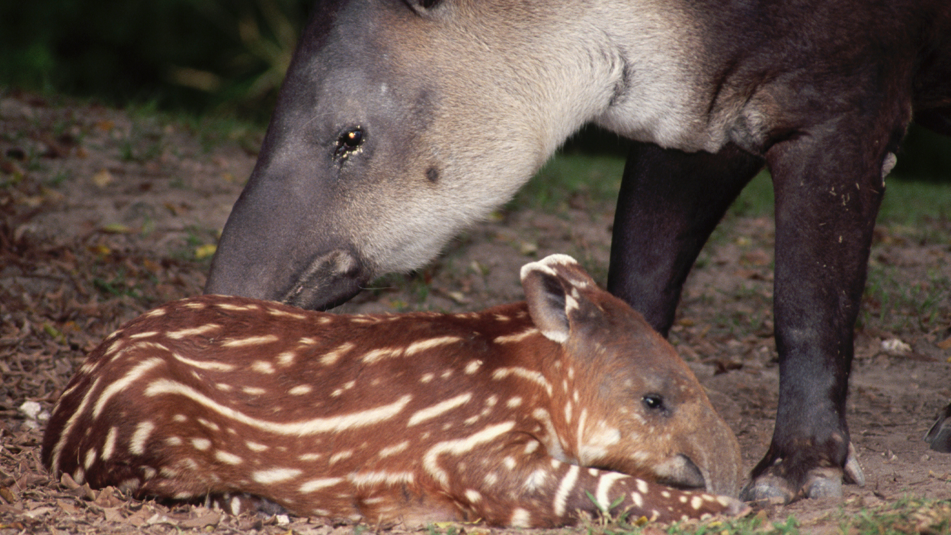 Adult baird&rsquo;s tapir with gray and black coloring with spotted brown and white calf.