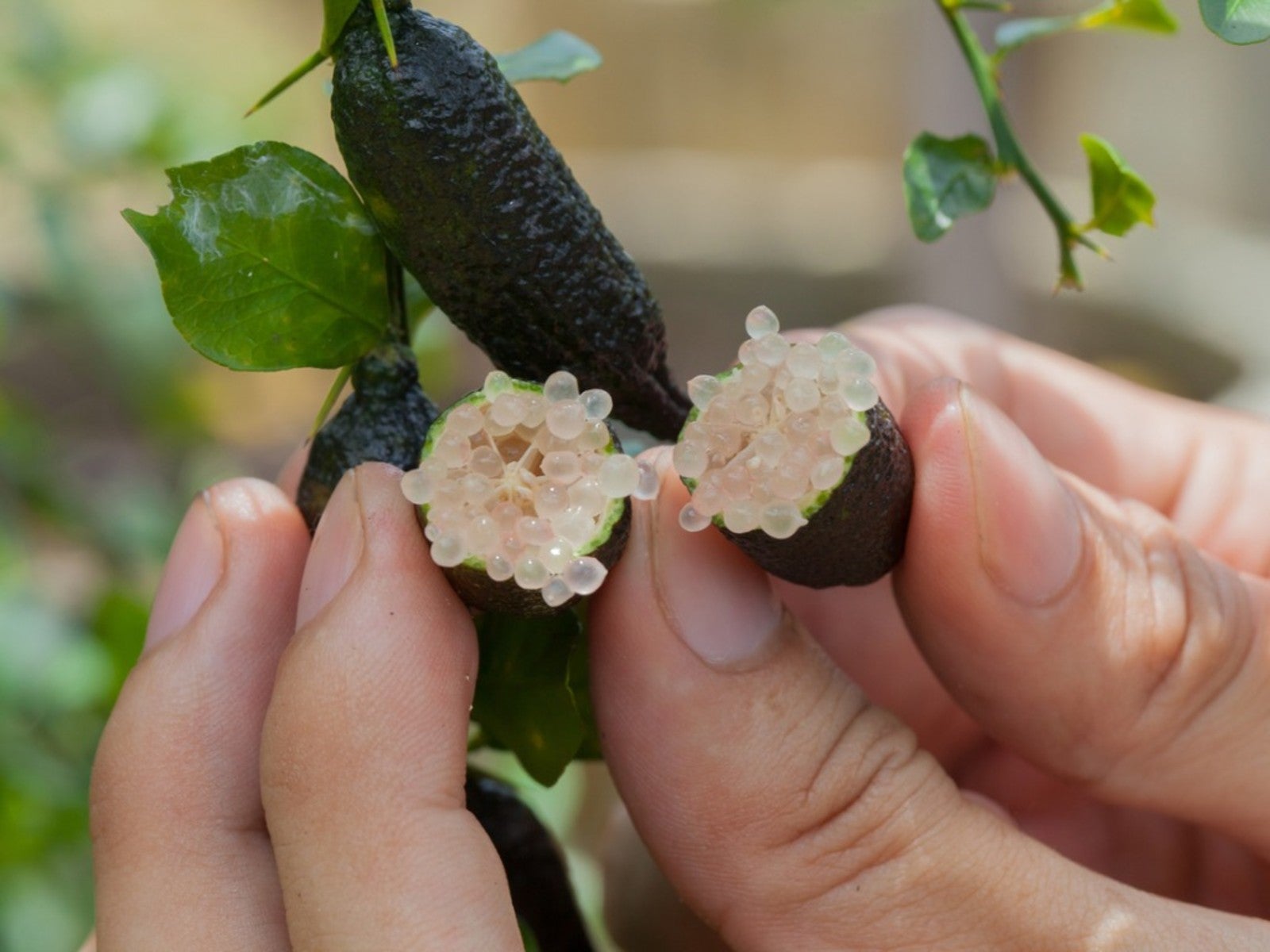 Finger Lime Info How To Grow Australian Finger Limes Gardening Know How