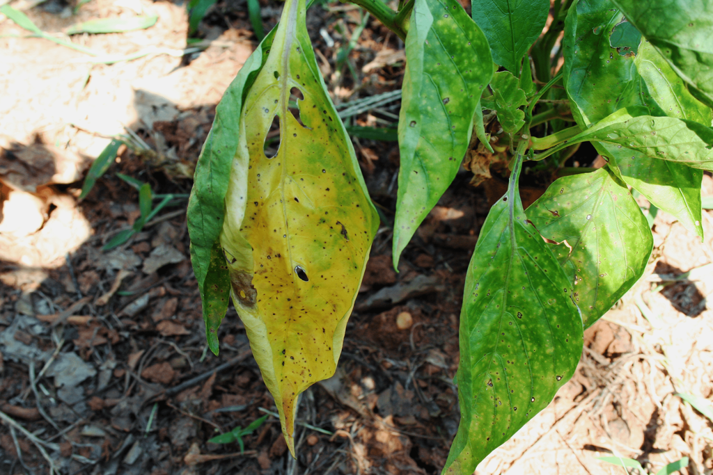 Reasons And Fixes For Pepper Leaves Turning Yellow Gardening Know How