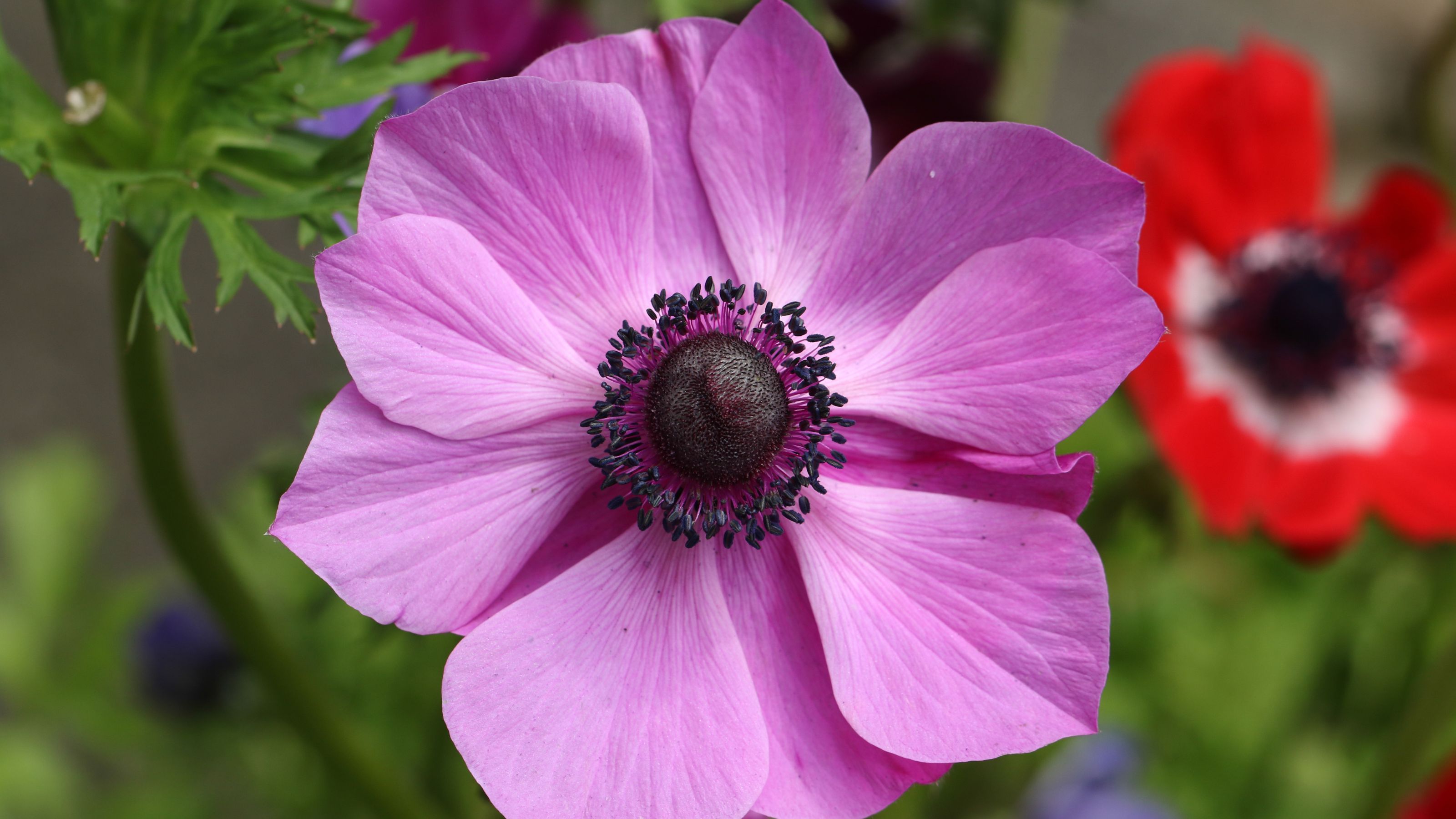 When to plant anemone bulbs for beautiful blooms Ideal Home