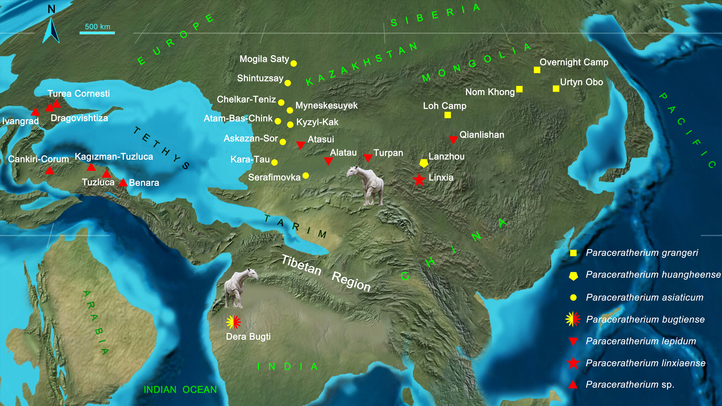 This map shows where the different fossils of giant rhino from the genus Paraceratherium have been found. Notice how far away Paraceratherium bugtiense is from the other giant rhinos.