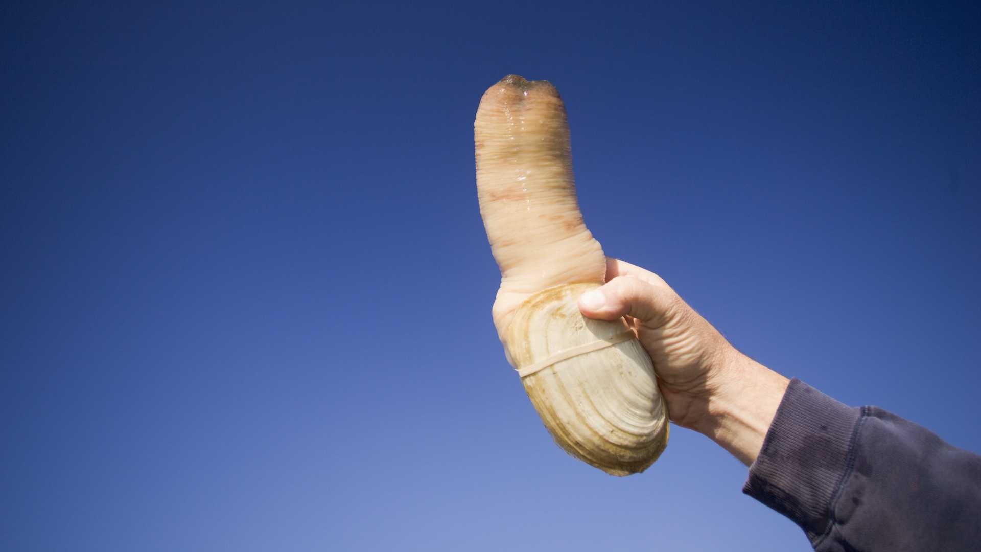 A man�s hand holding up a pacific geoduck against a blue sky