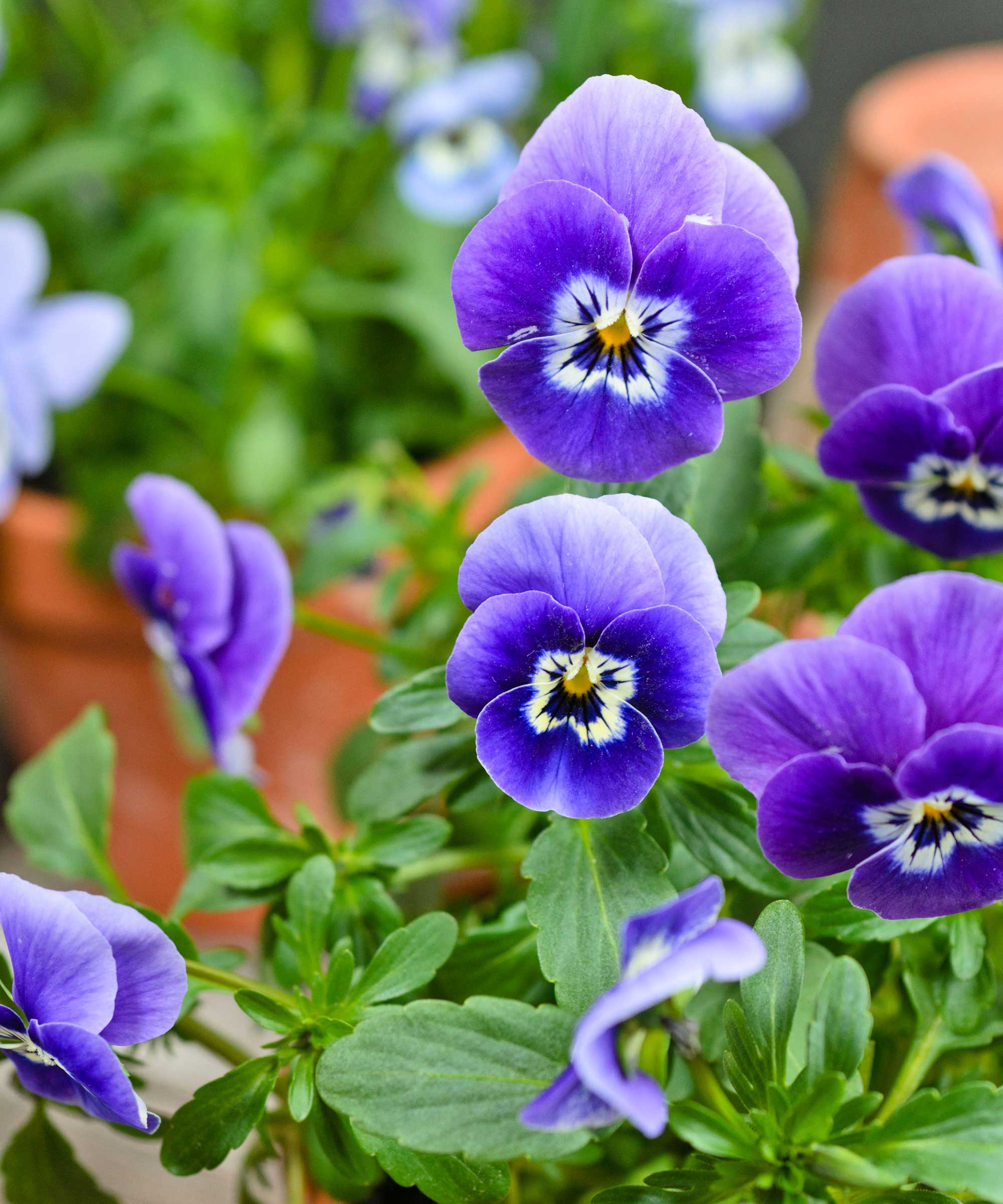 How to propagate pansies and violas 3 easy ways Homes & Gardens