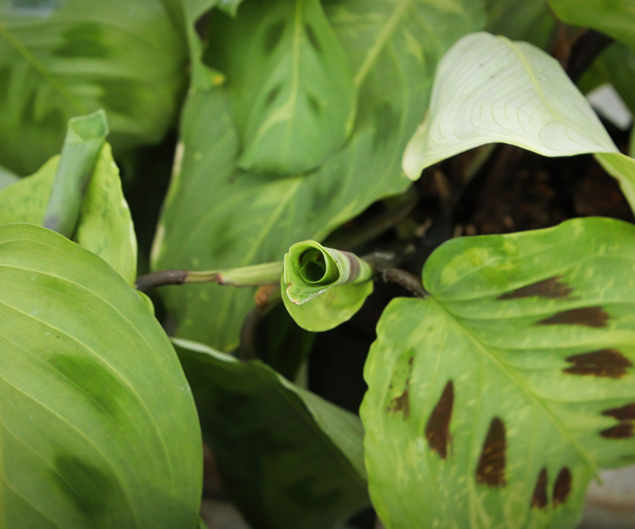 Why are my prayer plant leaves curling? Causes and solutions Homes