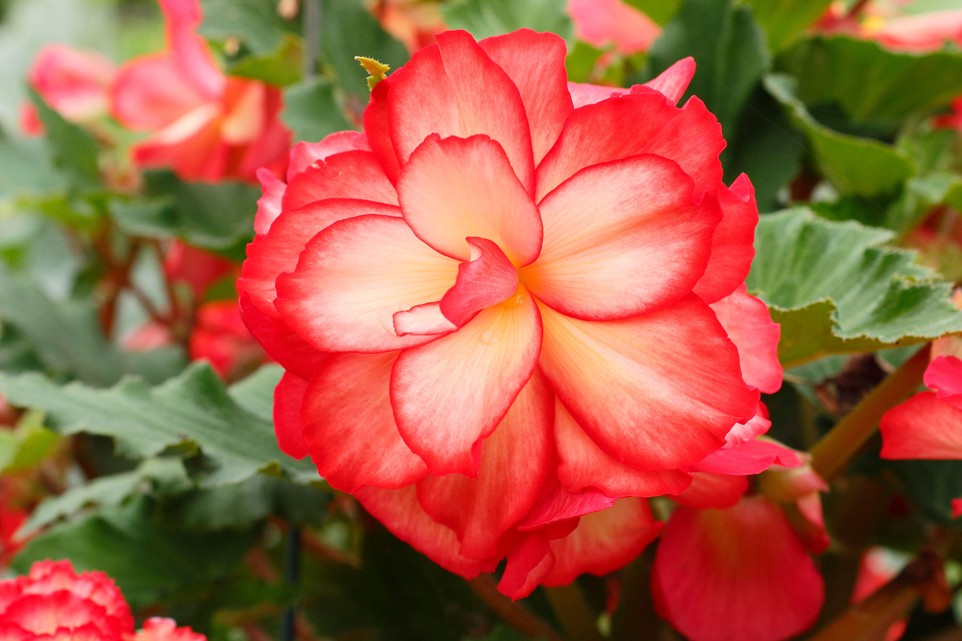 How to overwinter begonias with advice from the experts Country