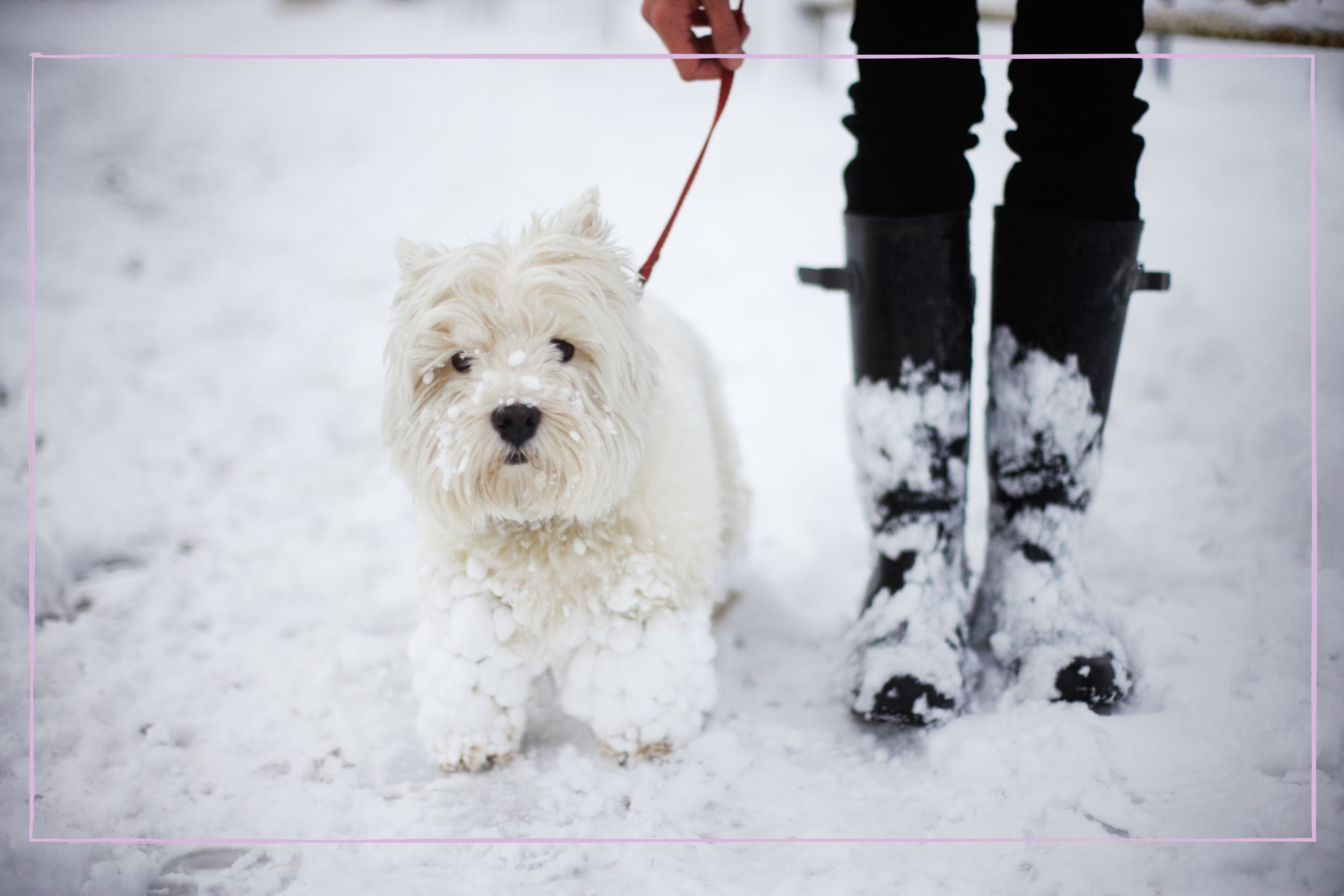 When is it too cold to walk your dog? How to keep your dog safe during