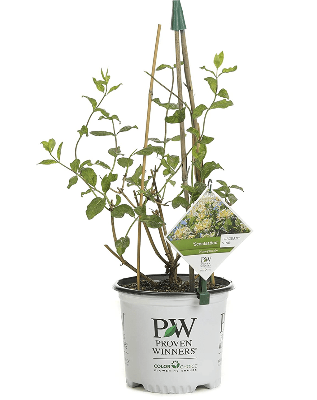 10 best plants to cover fences add privacy to your backyard Livingetc