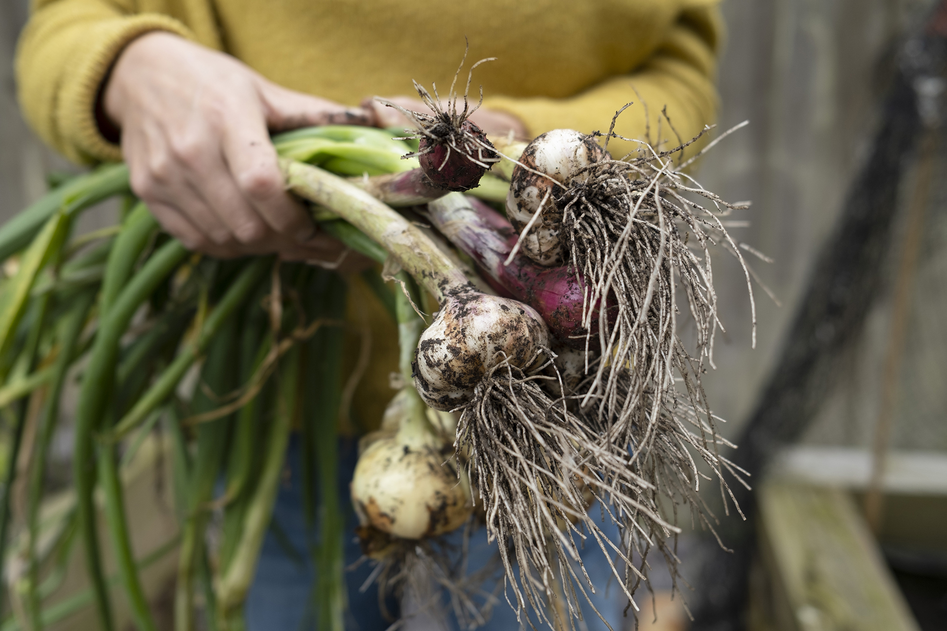 When to plant onions for a healthy harvest Homes & Gardens