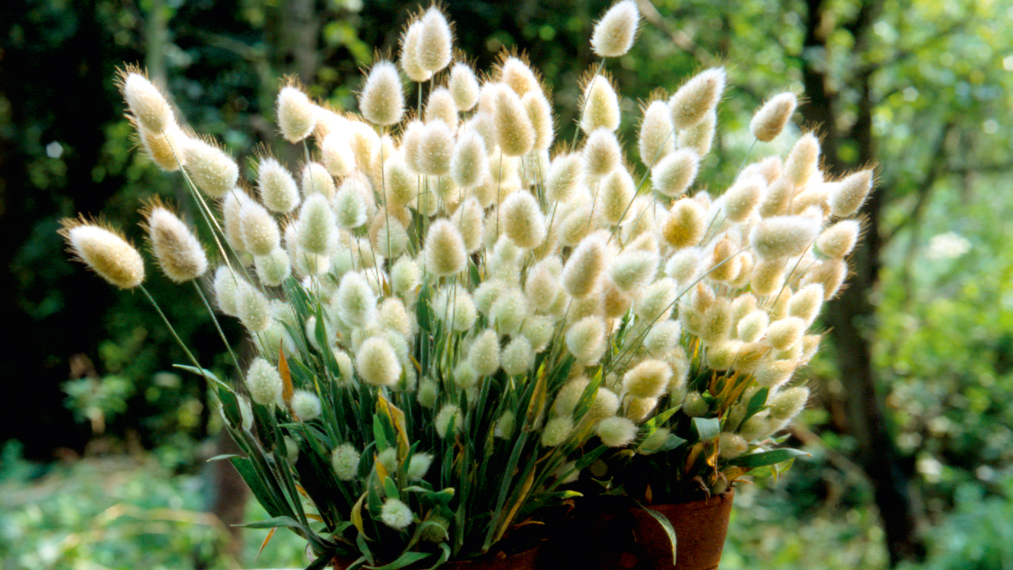 5 ornamental grasses to plant in containers Gardeningetc