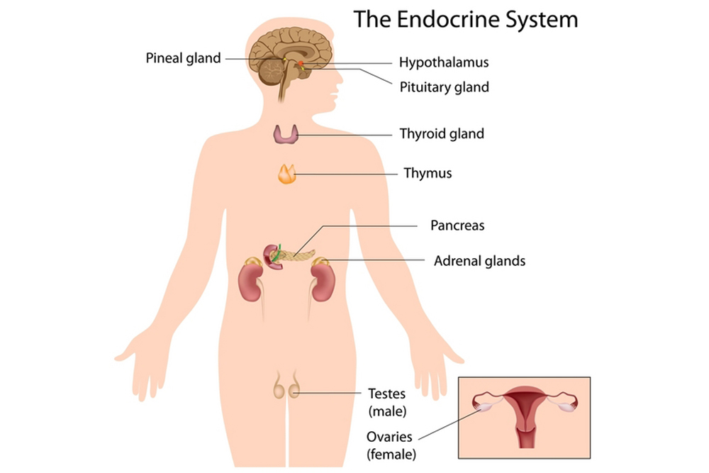 endocrine system