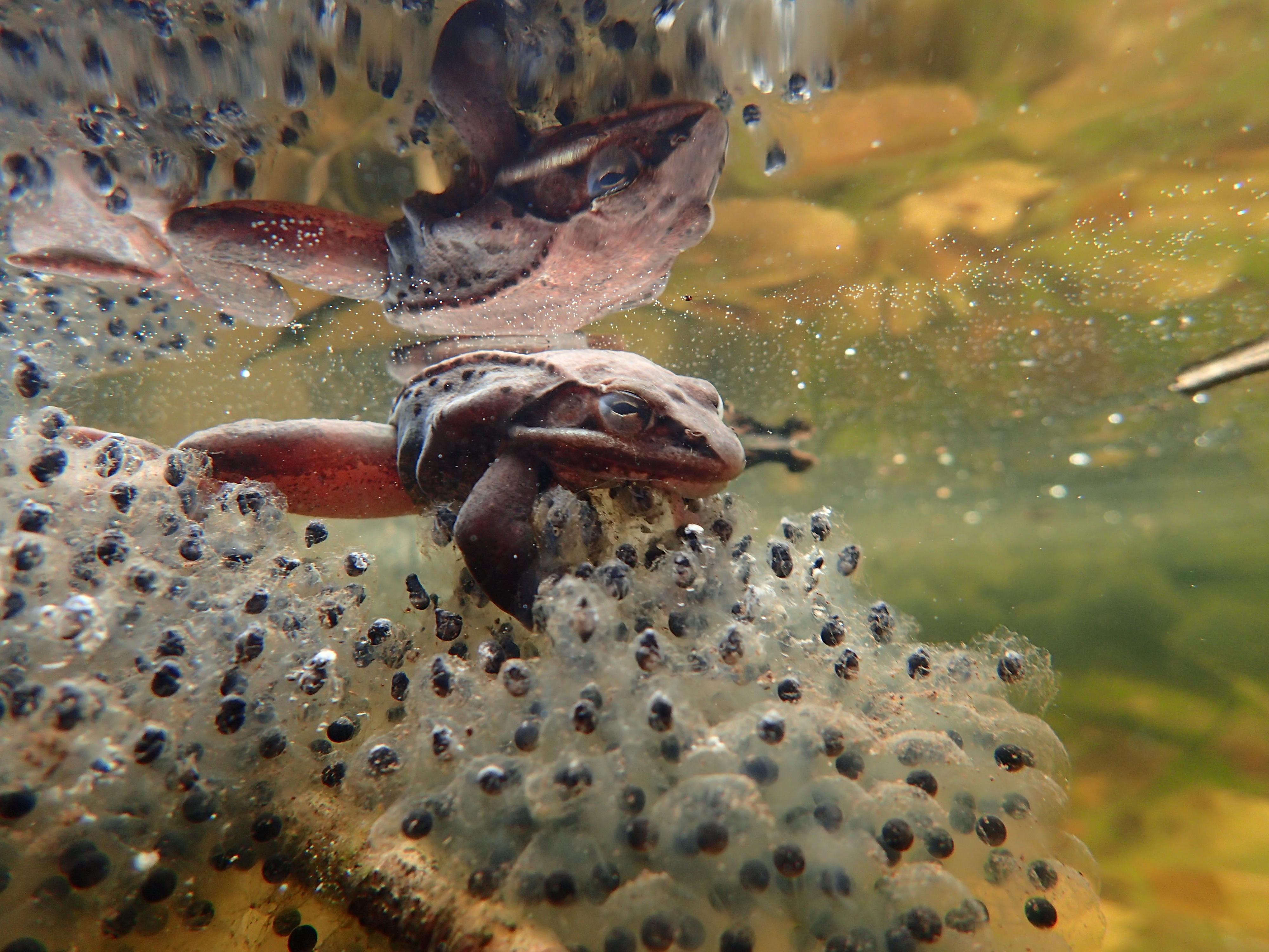 A male wood frog clings to an egg mass.