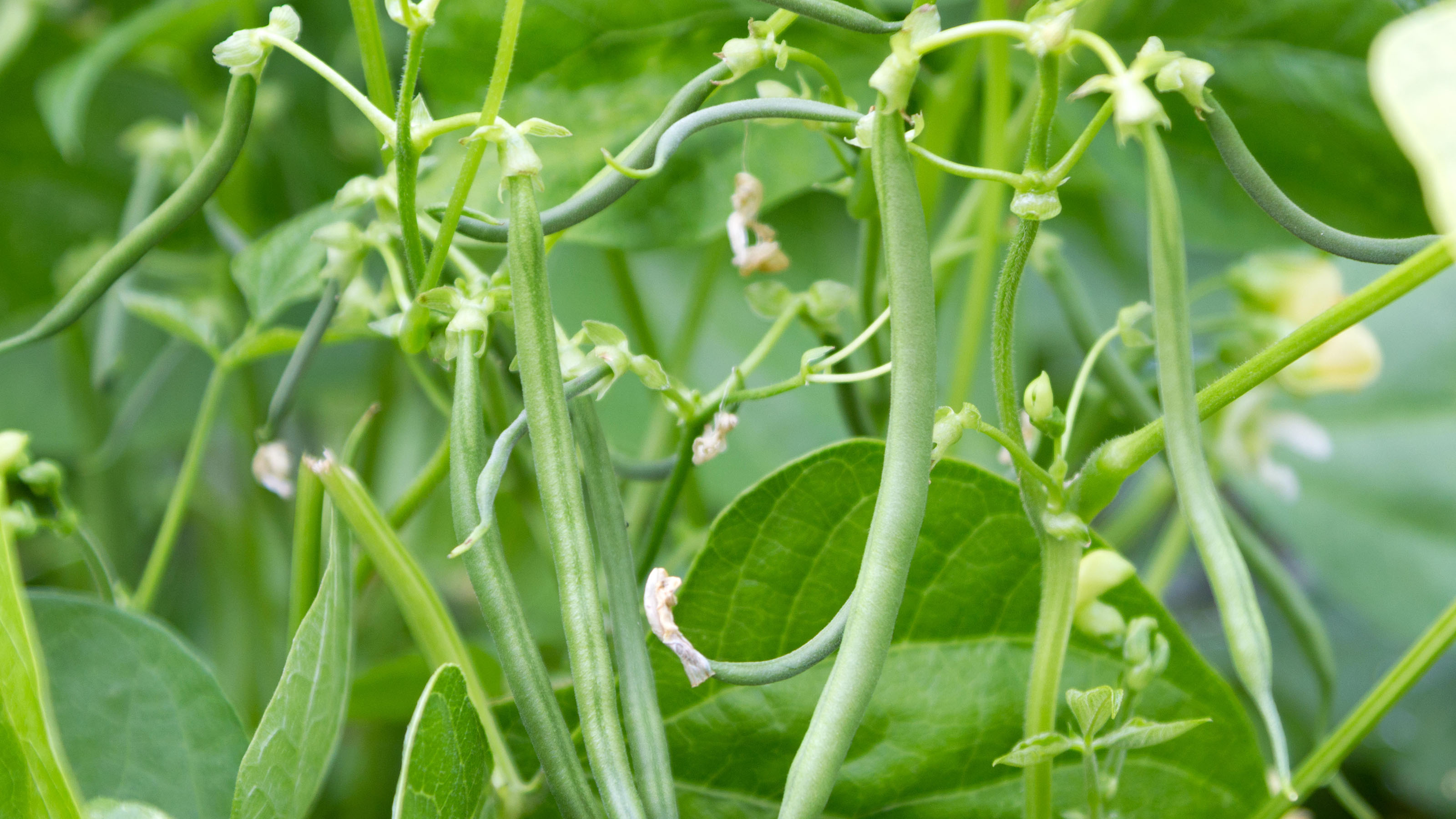 Vegetables to plant in July 10 tasty varieties for summer sowing and