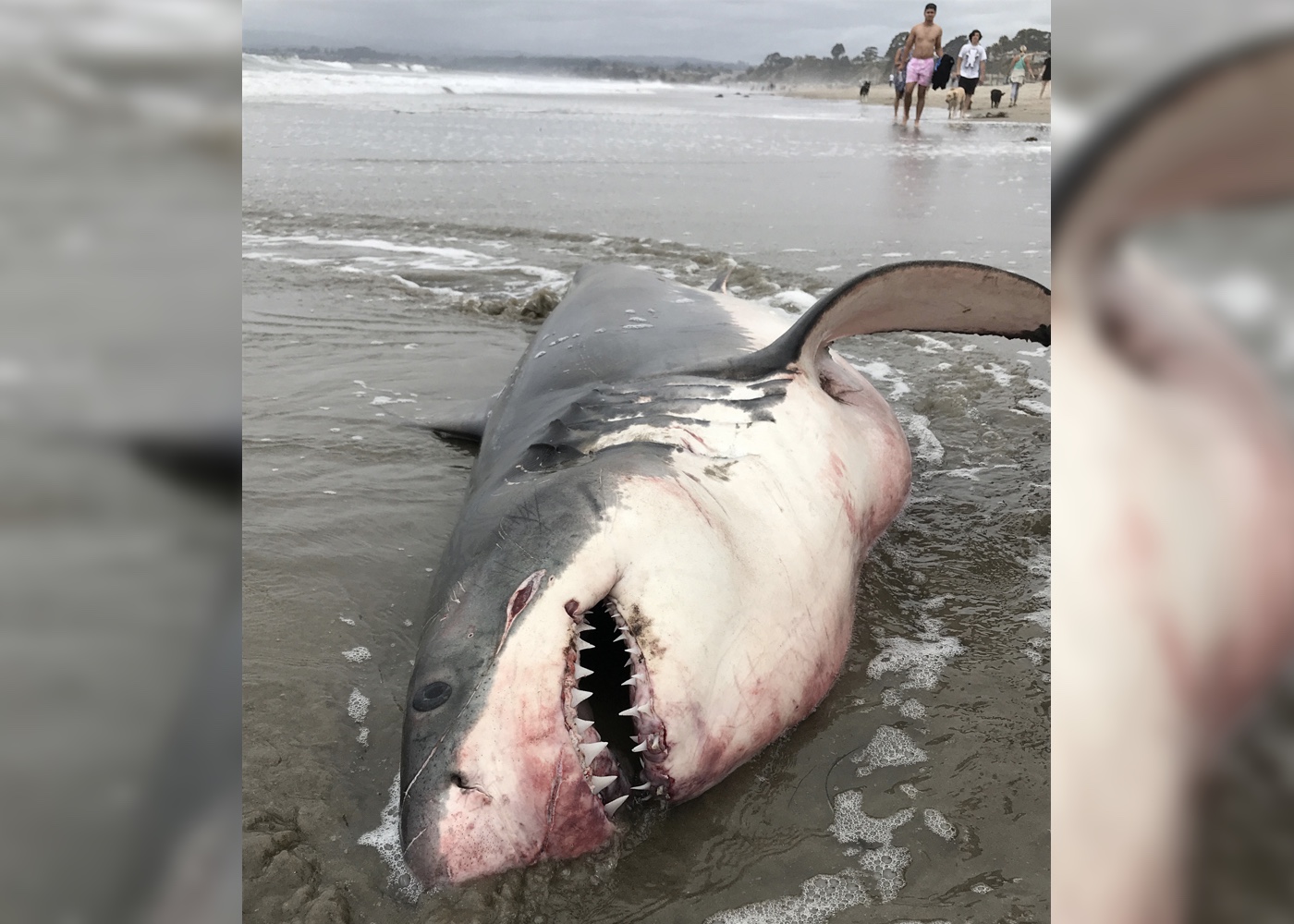 Great White Shark Santa Cruz Beach